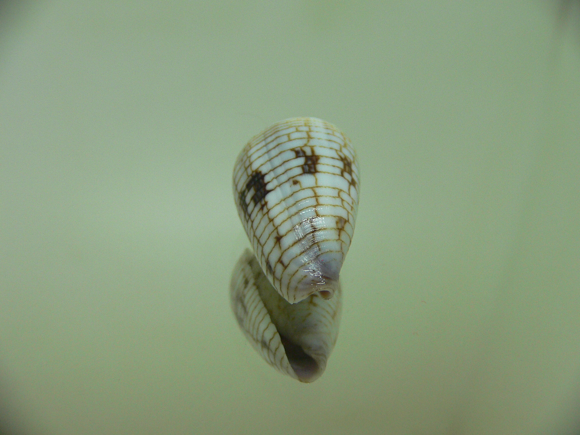 Conus melvilli ENDEMIC