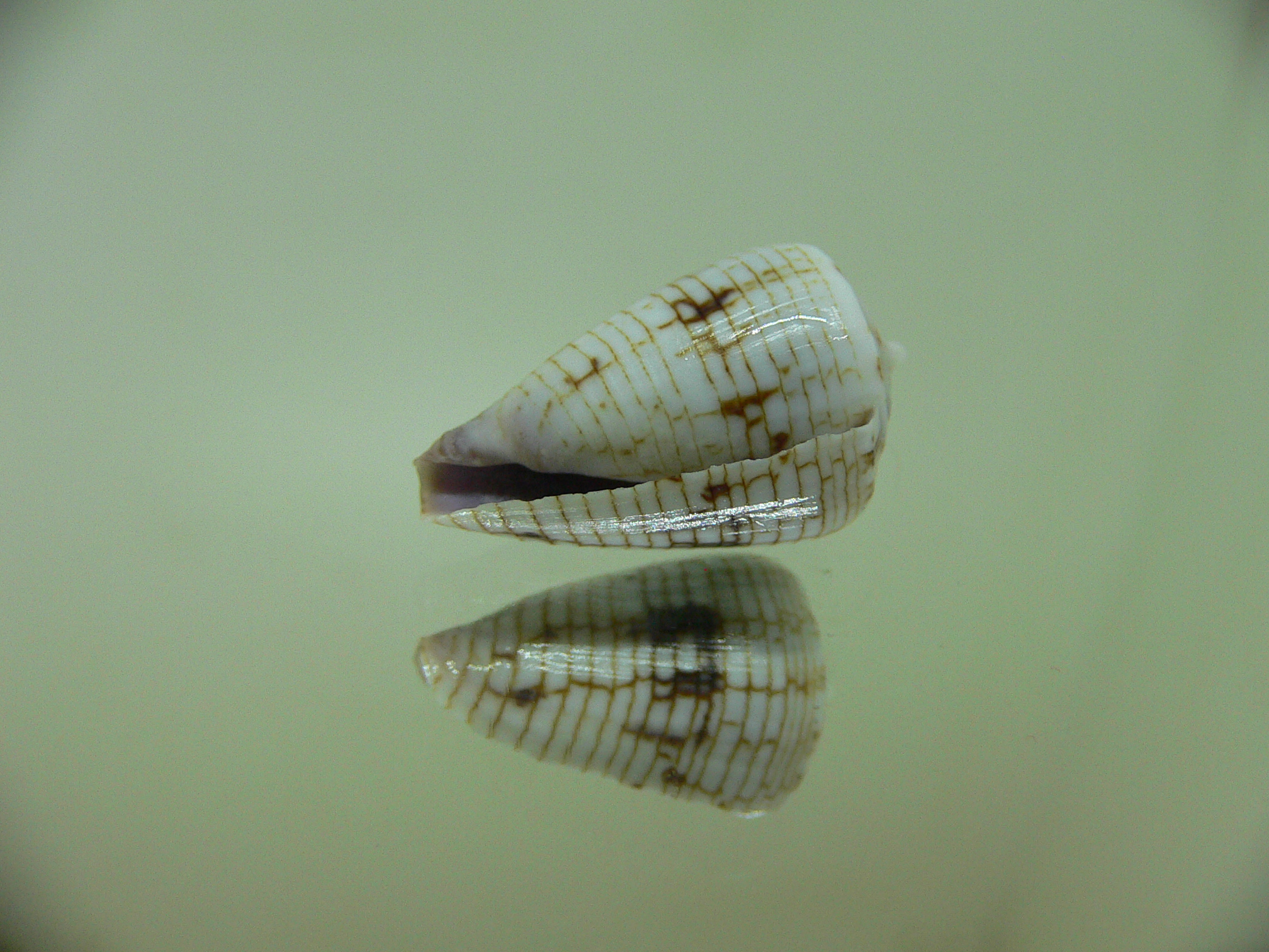 Conus melvilli ENDEMIC