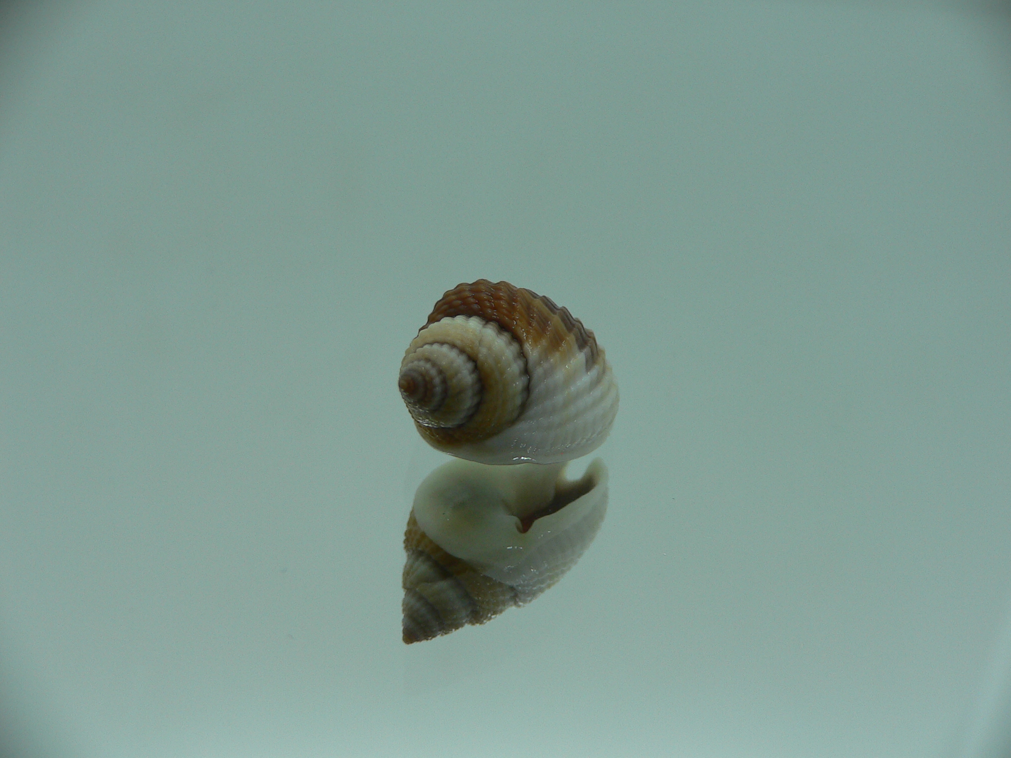 Nassarius elegantissimus GLOBOSE