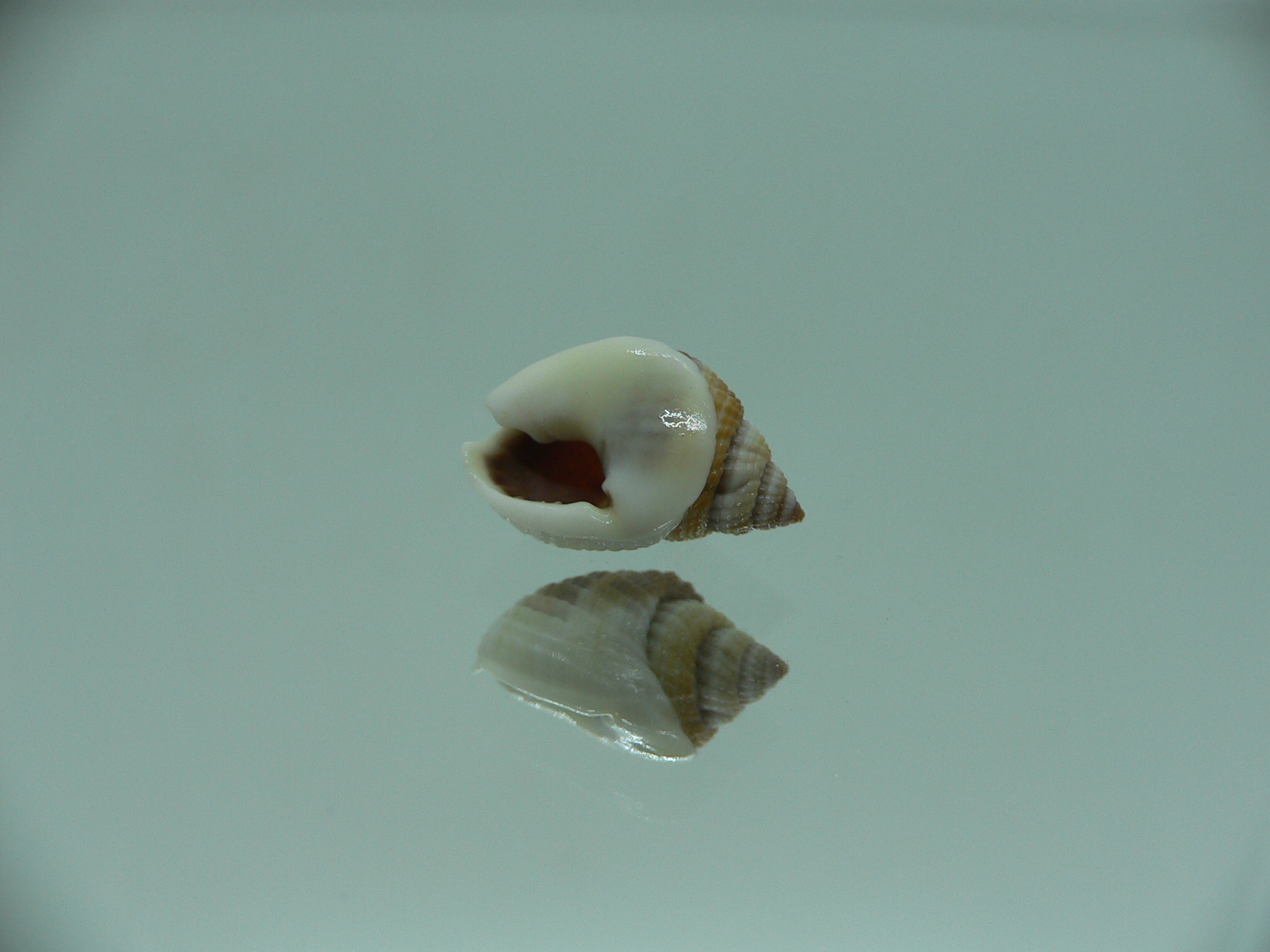 Nassarius elegantissimus GLOBOSE