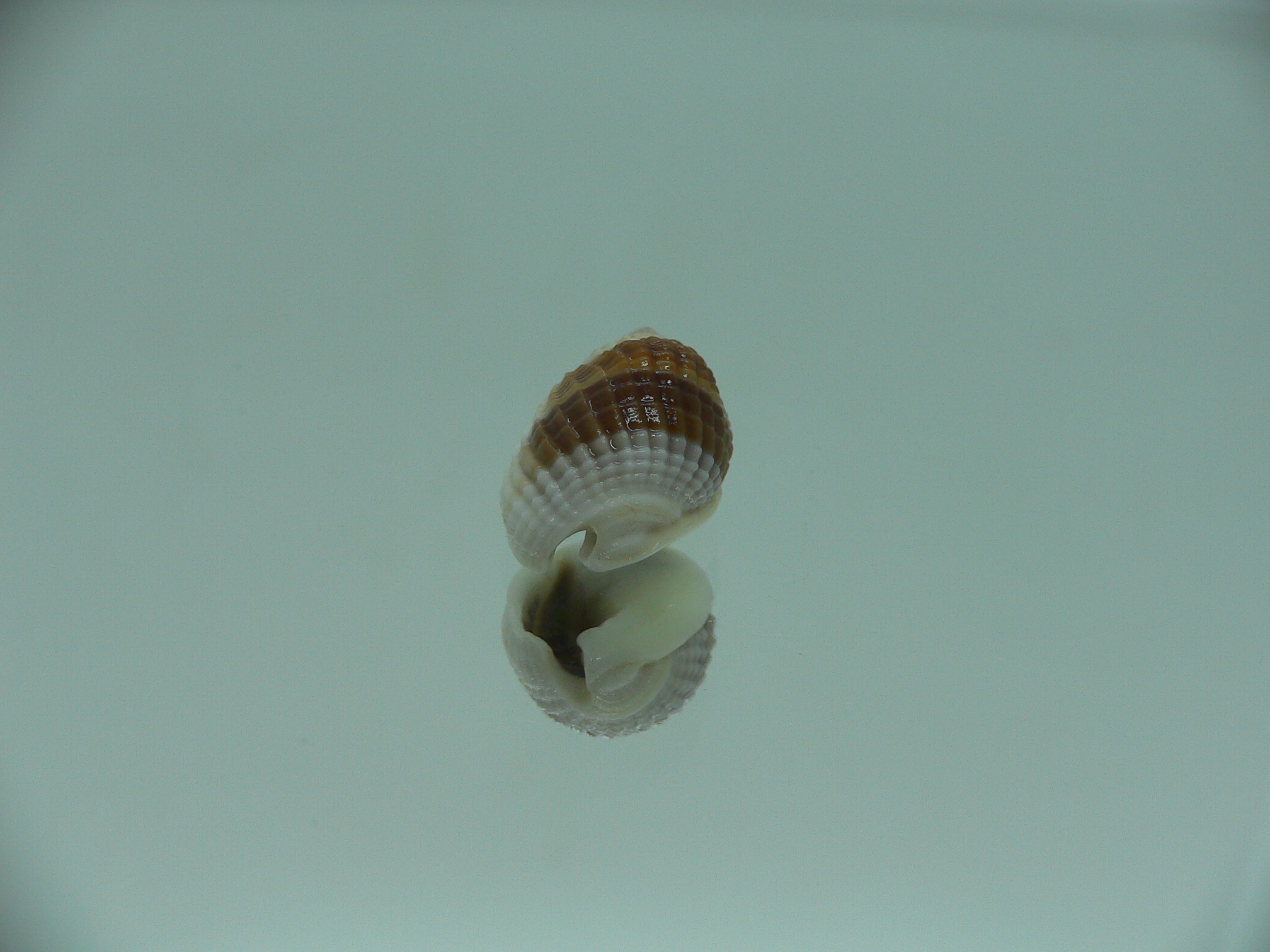 Nassarius elegantissimus GLOBOSE