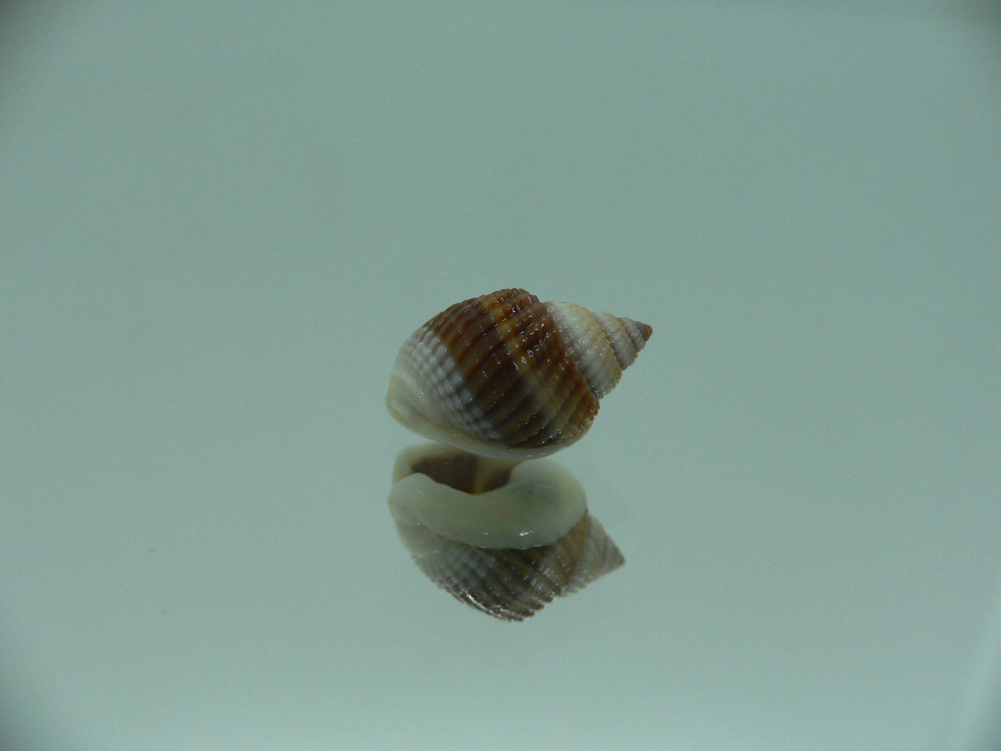 Nassarius elegantissimus GLOBOSE