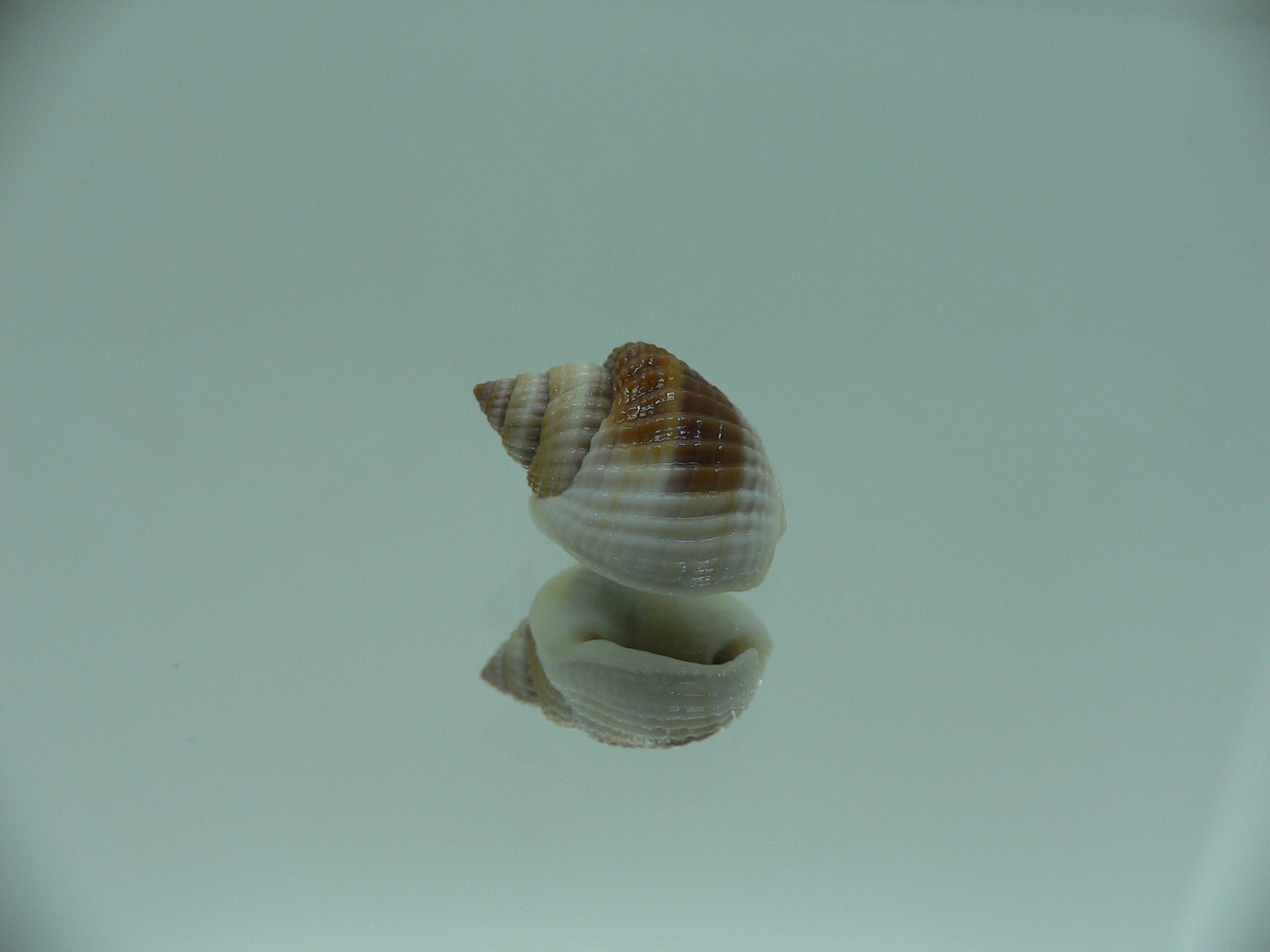 Nassarius elegantissimus GLOBOSE