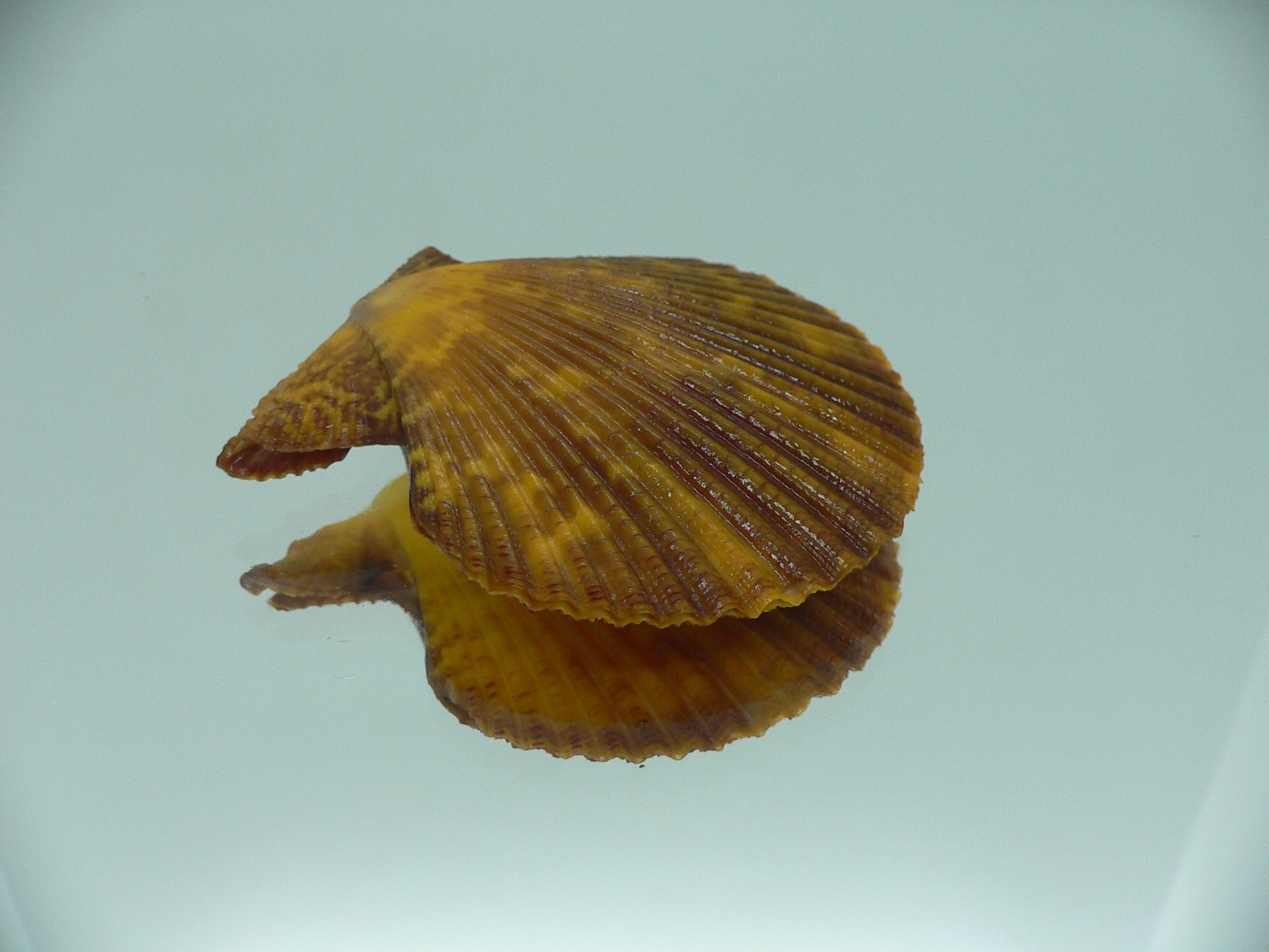 Mimachlamys crassicostata SUPER COLORING