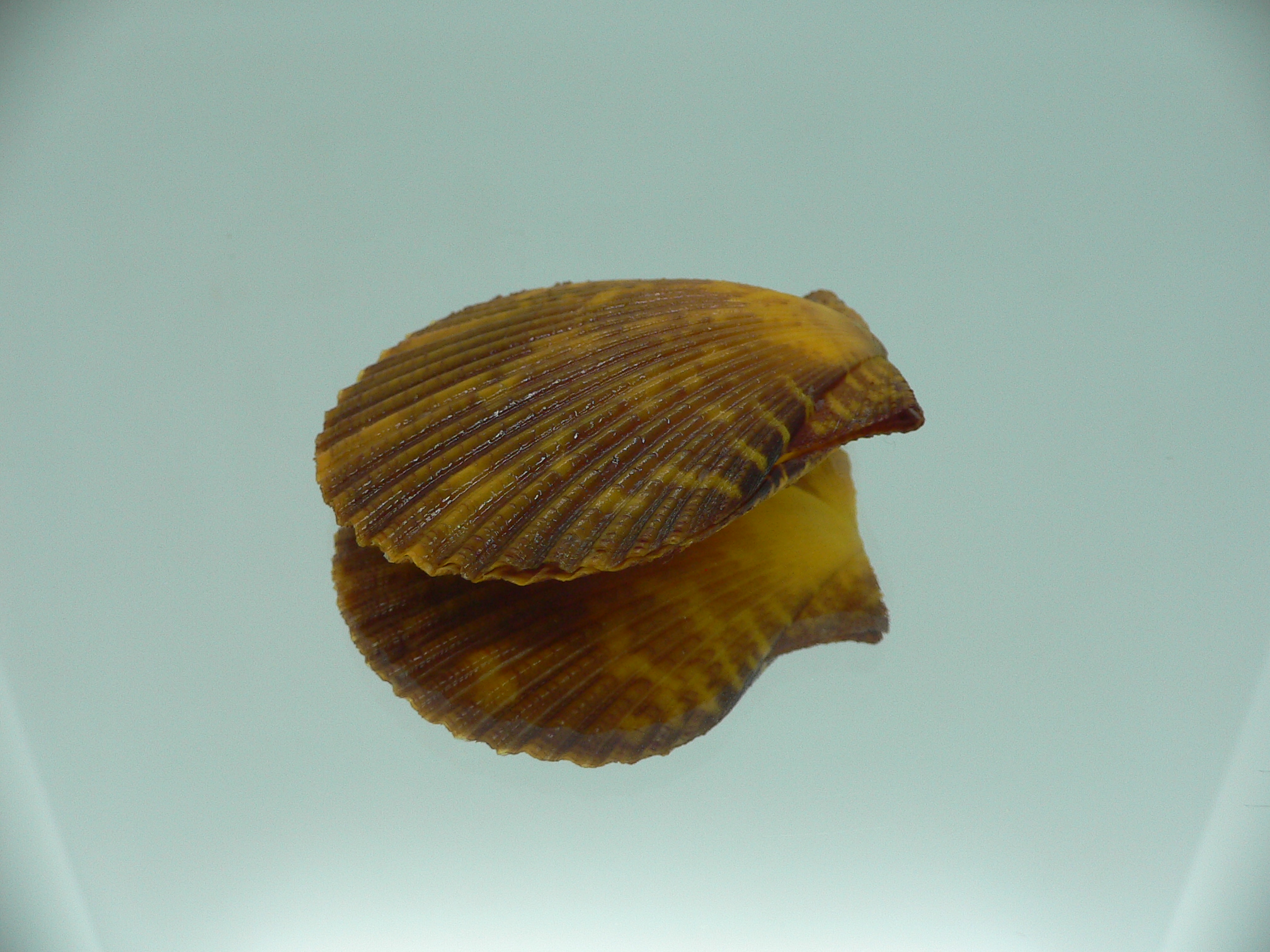 Mimachlamys crassicostata SUPER COLORING