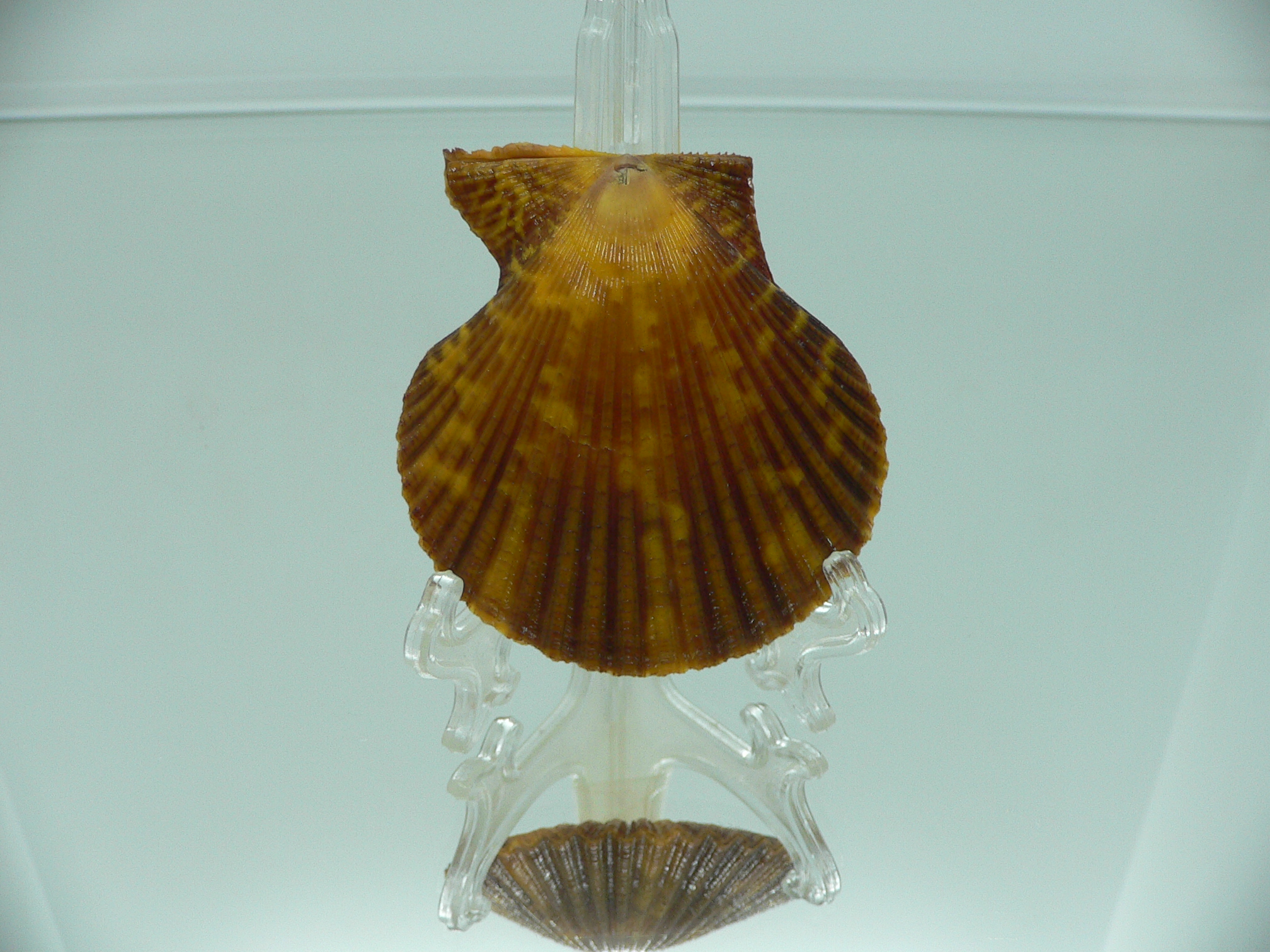 Mimachlamys crassicostata SUPER COLORING