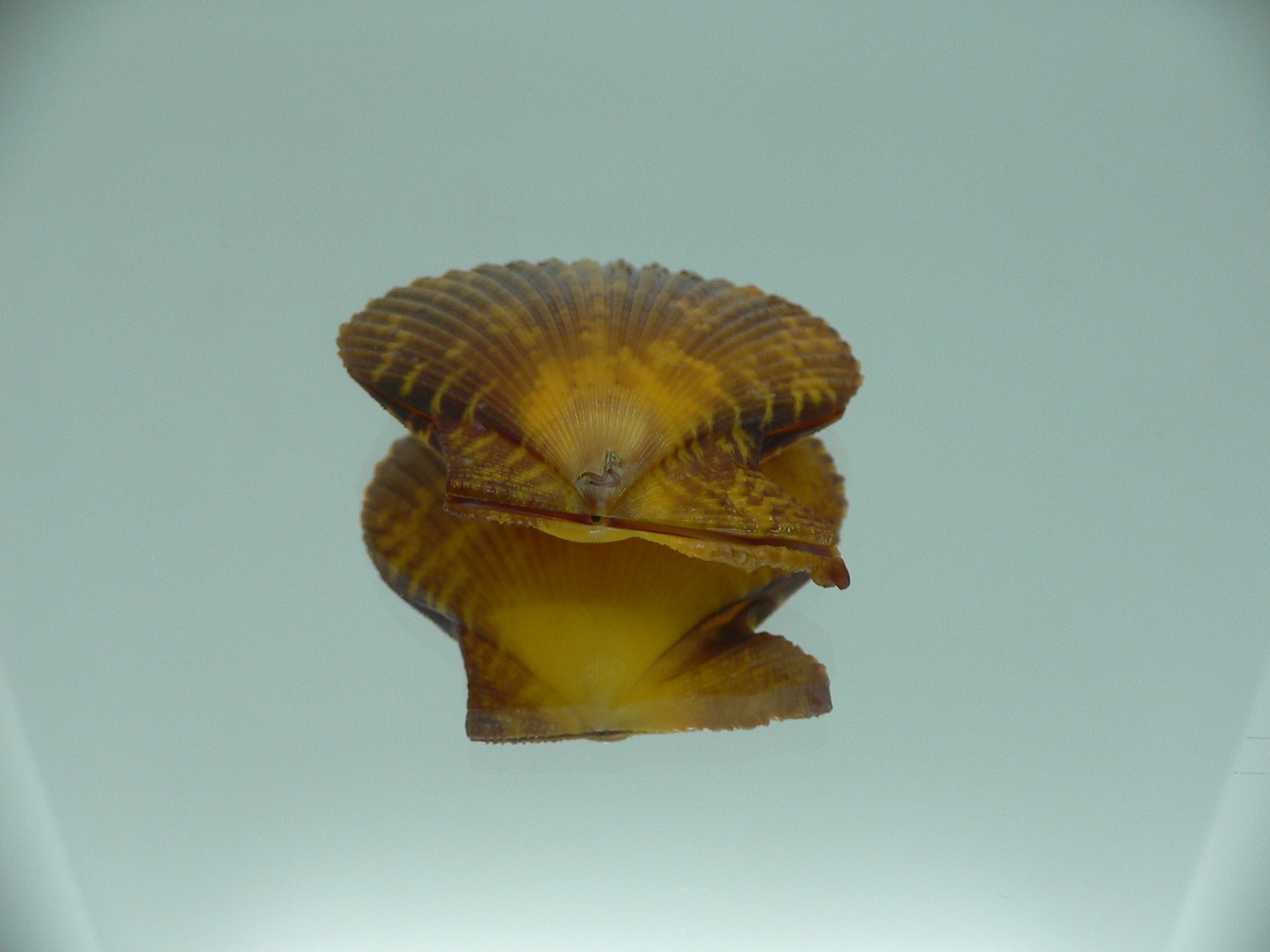 Mimachlamys crassicostata SUPER COLORING