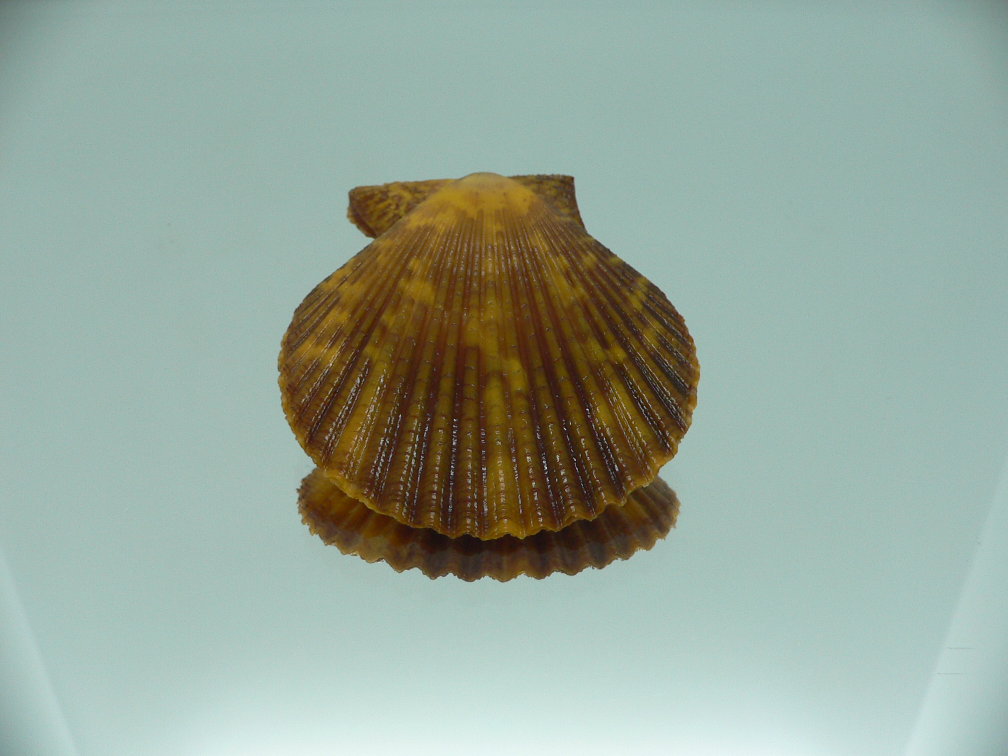 Mimachlamys crassicostata SUPER COLORING