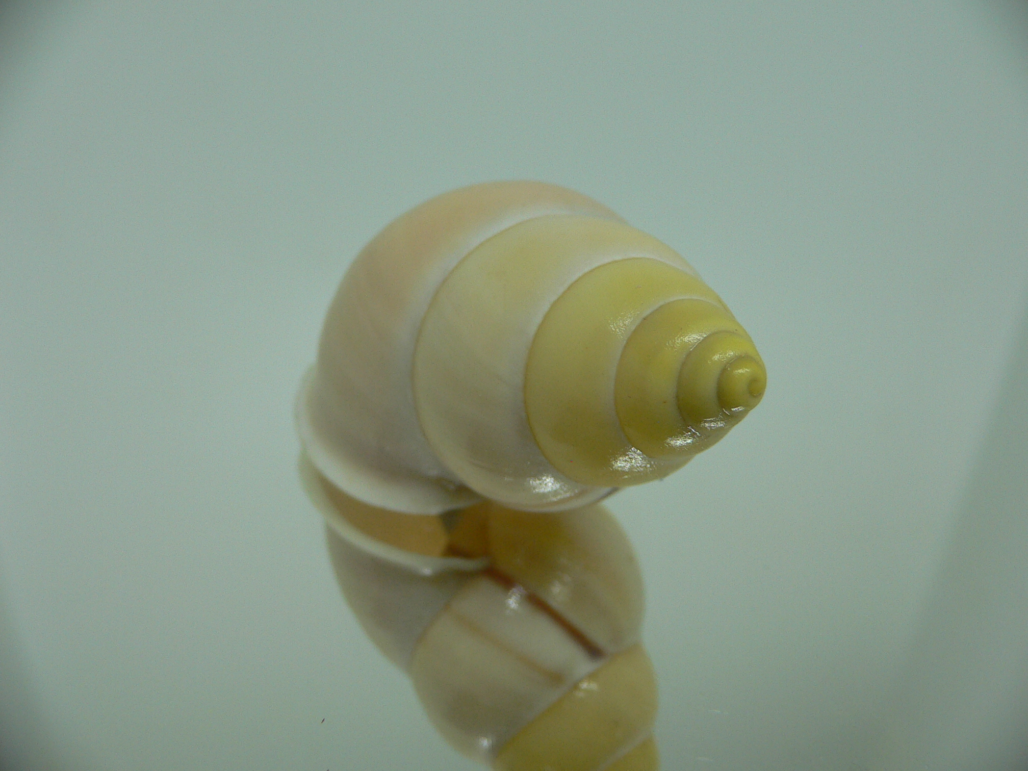 Amphidromus enganoensis MATTE