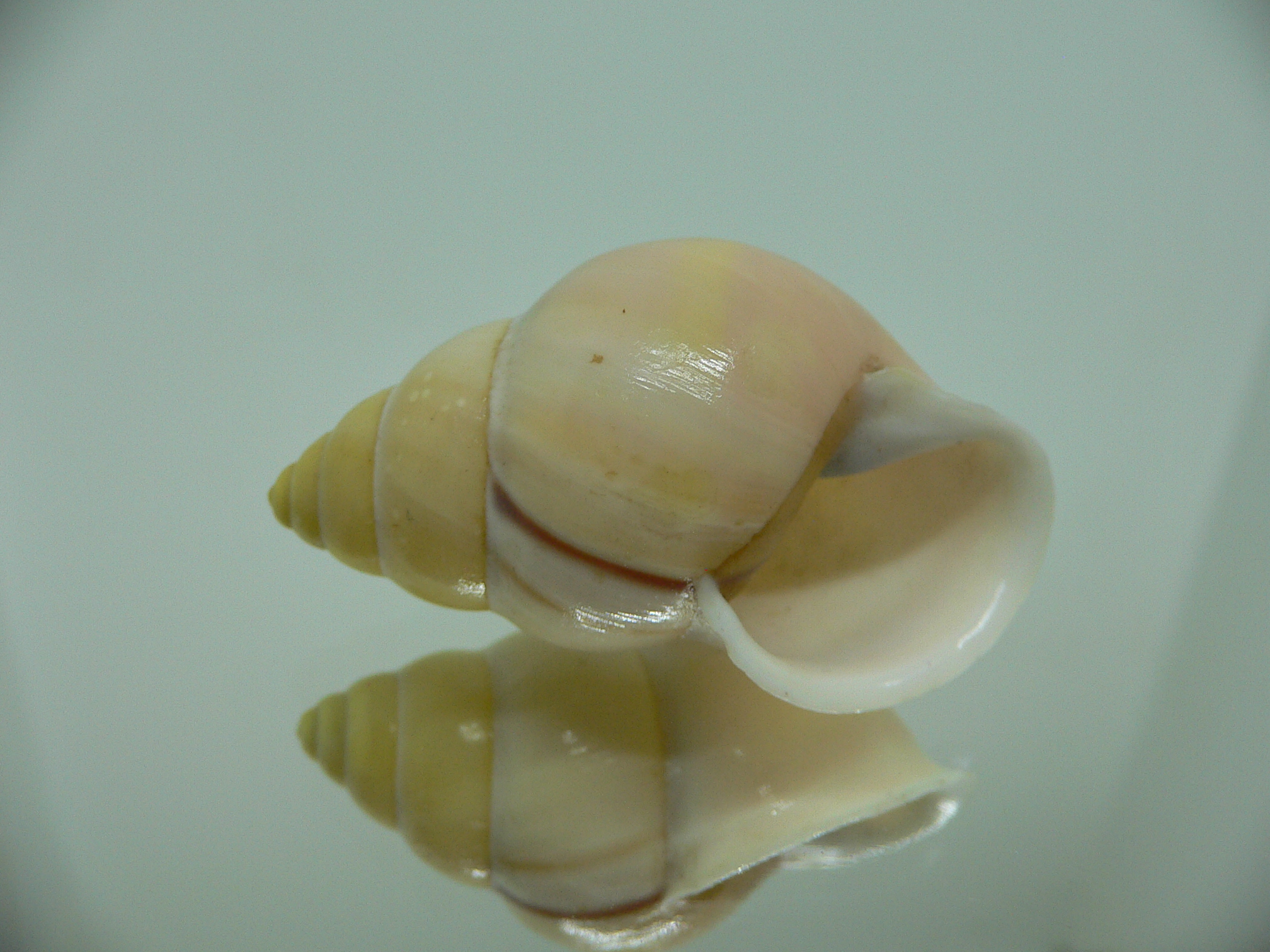 Amphidromus enganoensis MATTE