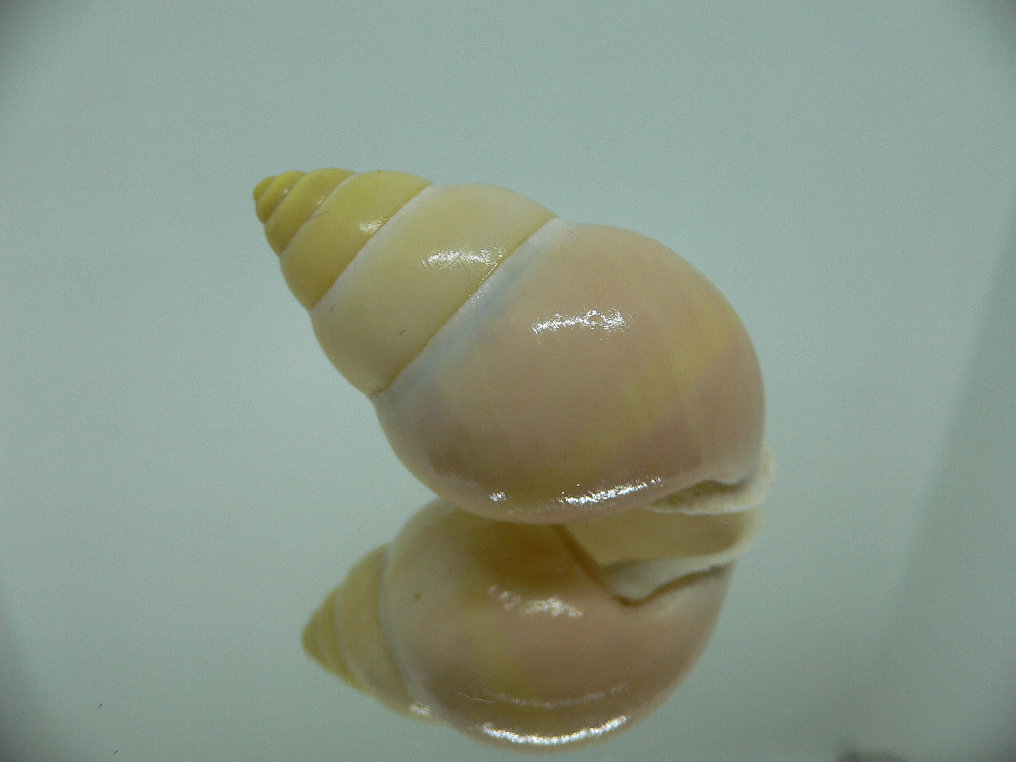 Amphidromus enganoensis MATTE