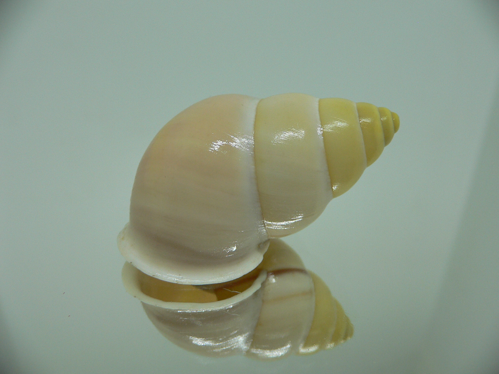 Amphidromus enganoensis MATTE