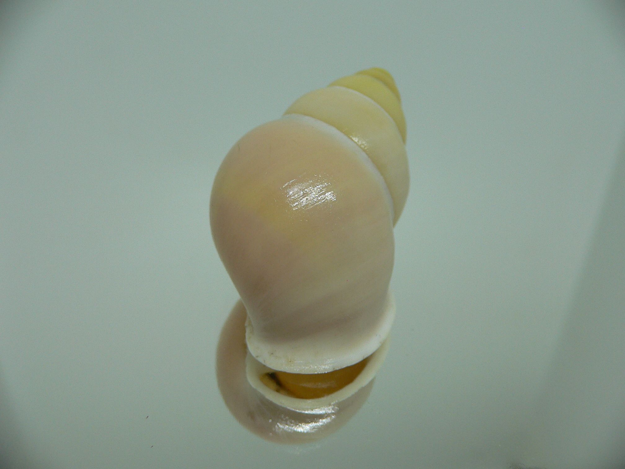 Amphidromus enganoensis MATTE