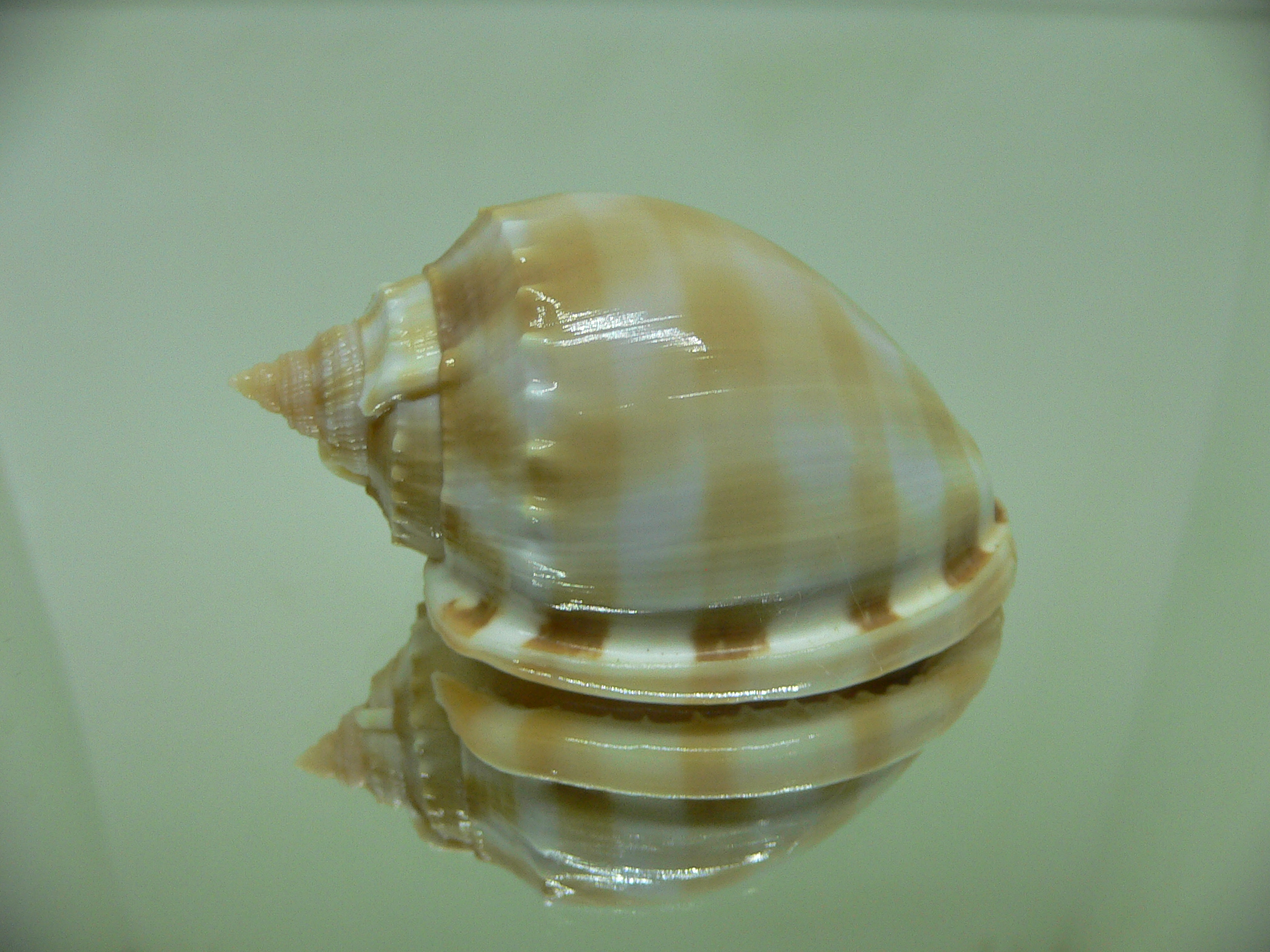 Phalium bandatum