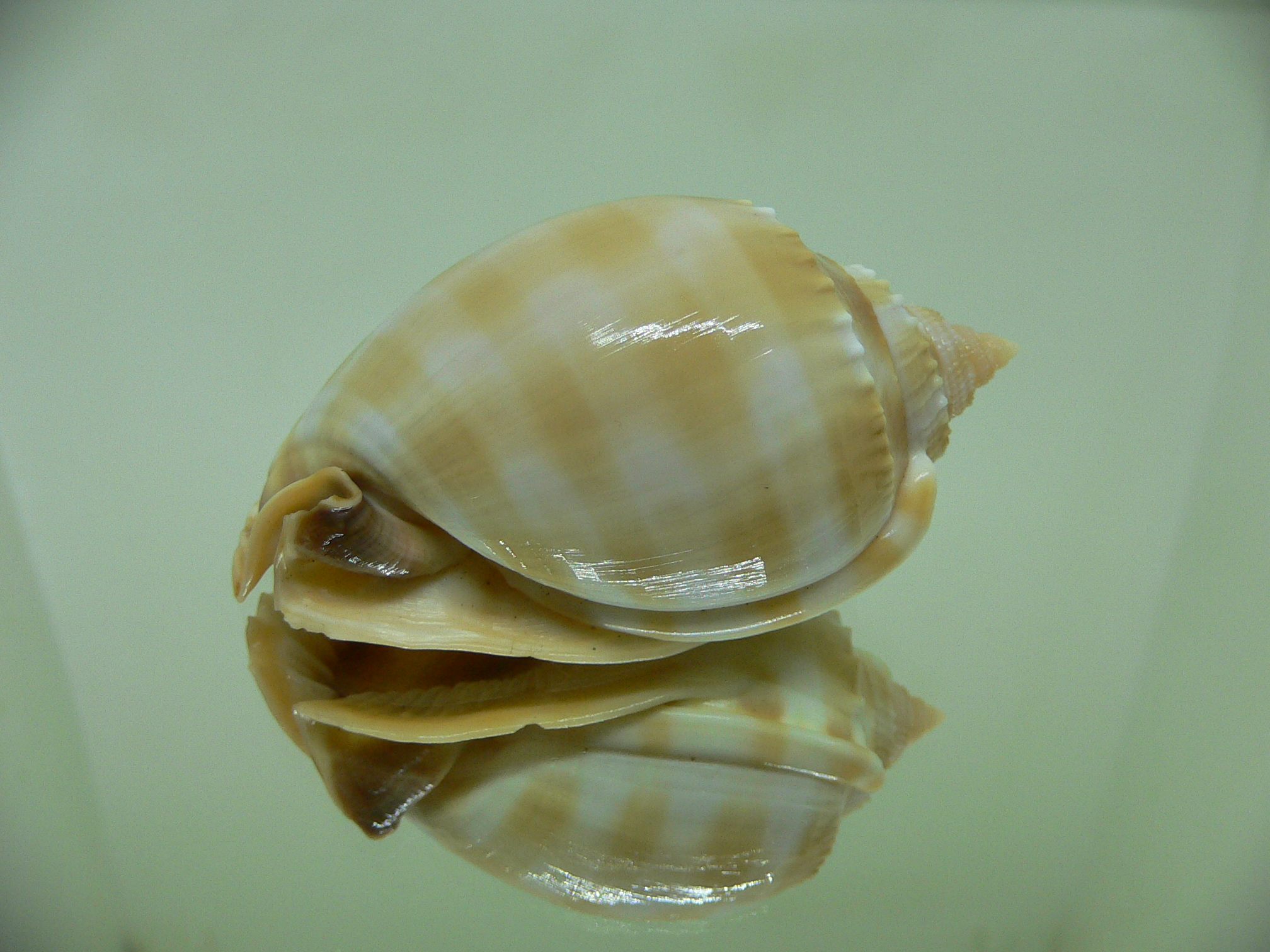 Phalium bandatum