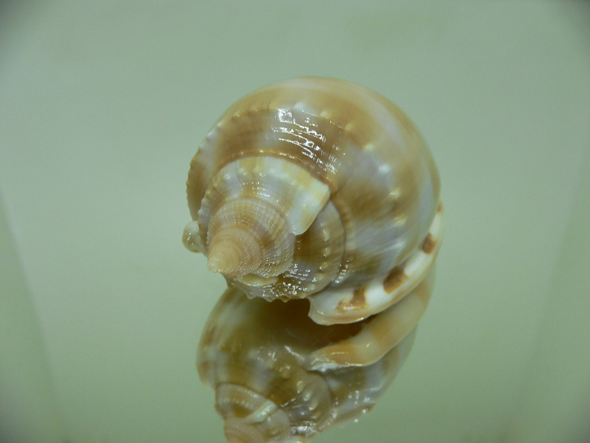 Phalium bandatum