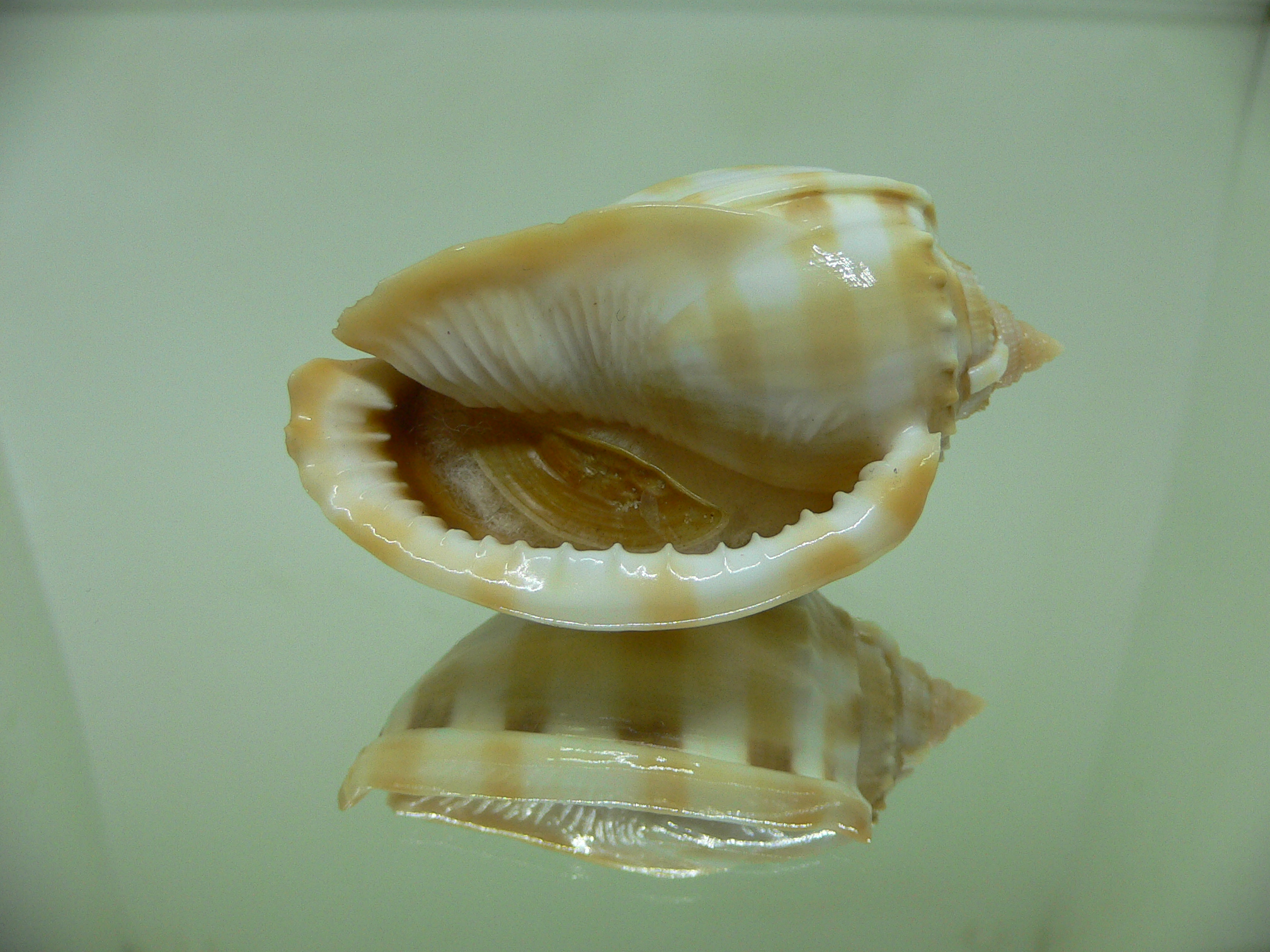 Phalium bandatum