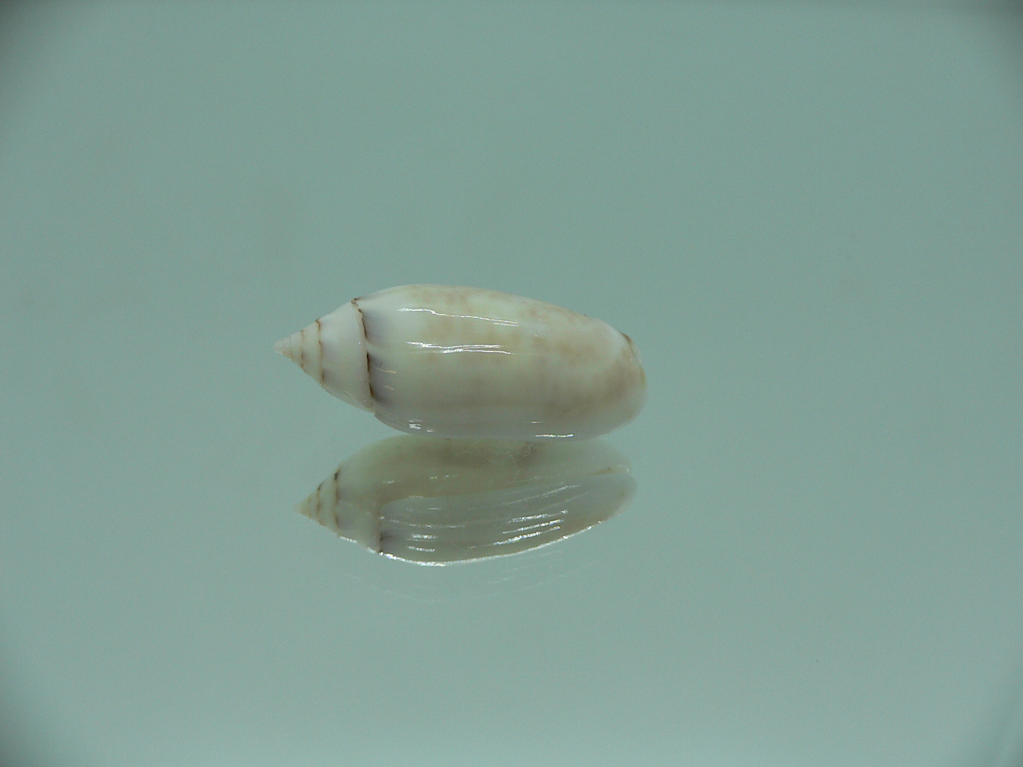 Oliva (Acutoliva) australis