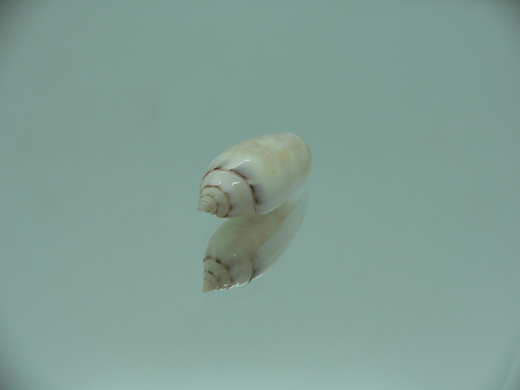 Oliva (Acutoliva) australis