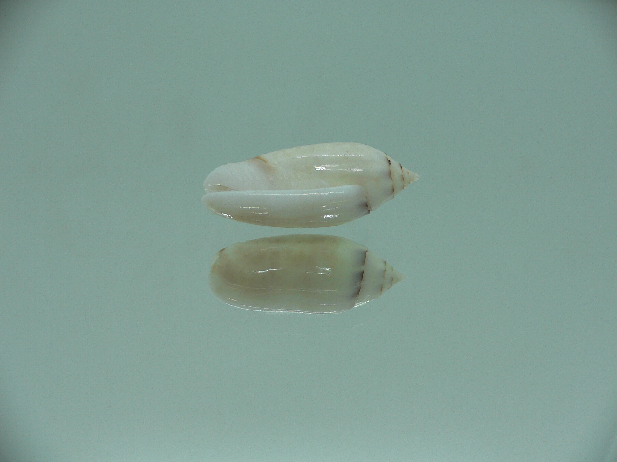 Oliva (Acutoliva) australis