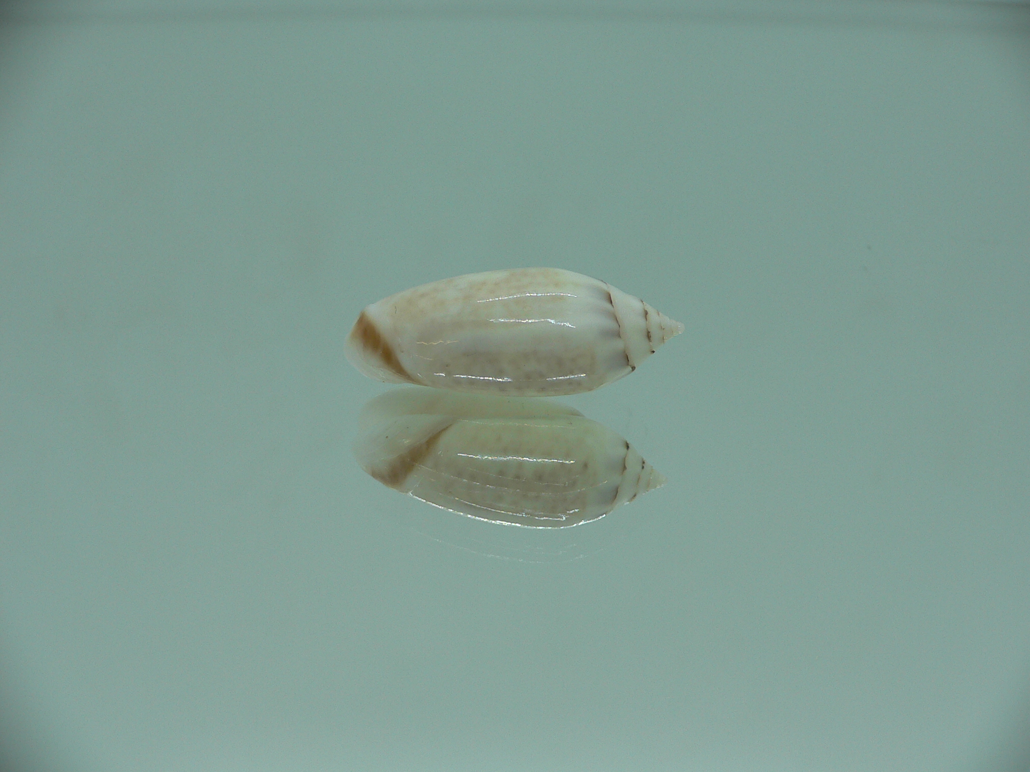 Oliva (Acutoliva) australis