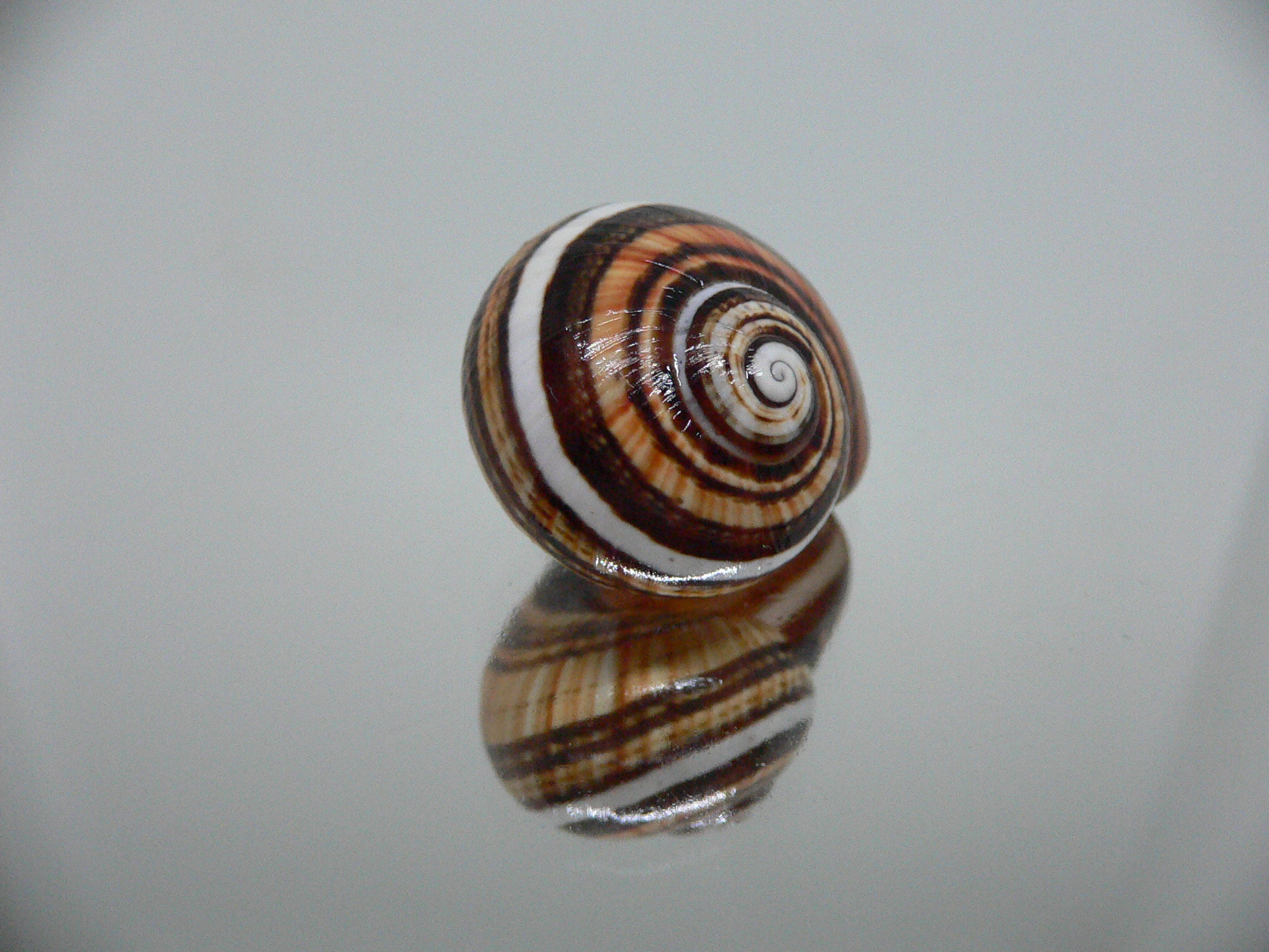 Polymita picta muscarum QUEEN