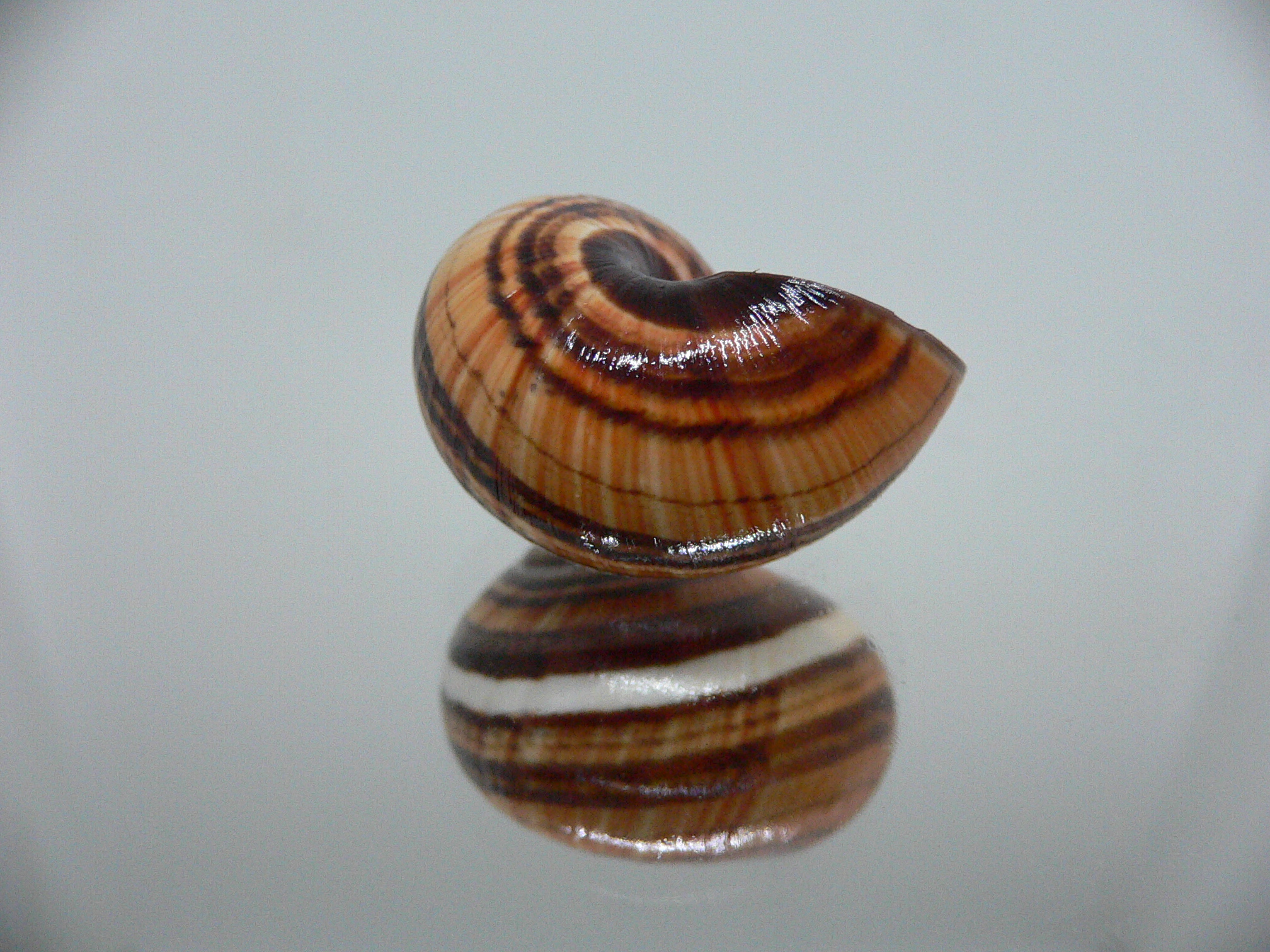 Polymita picta muscarum QUEEN