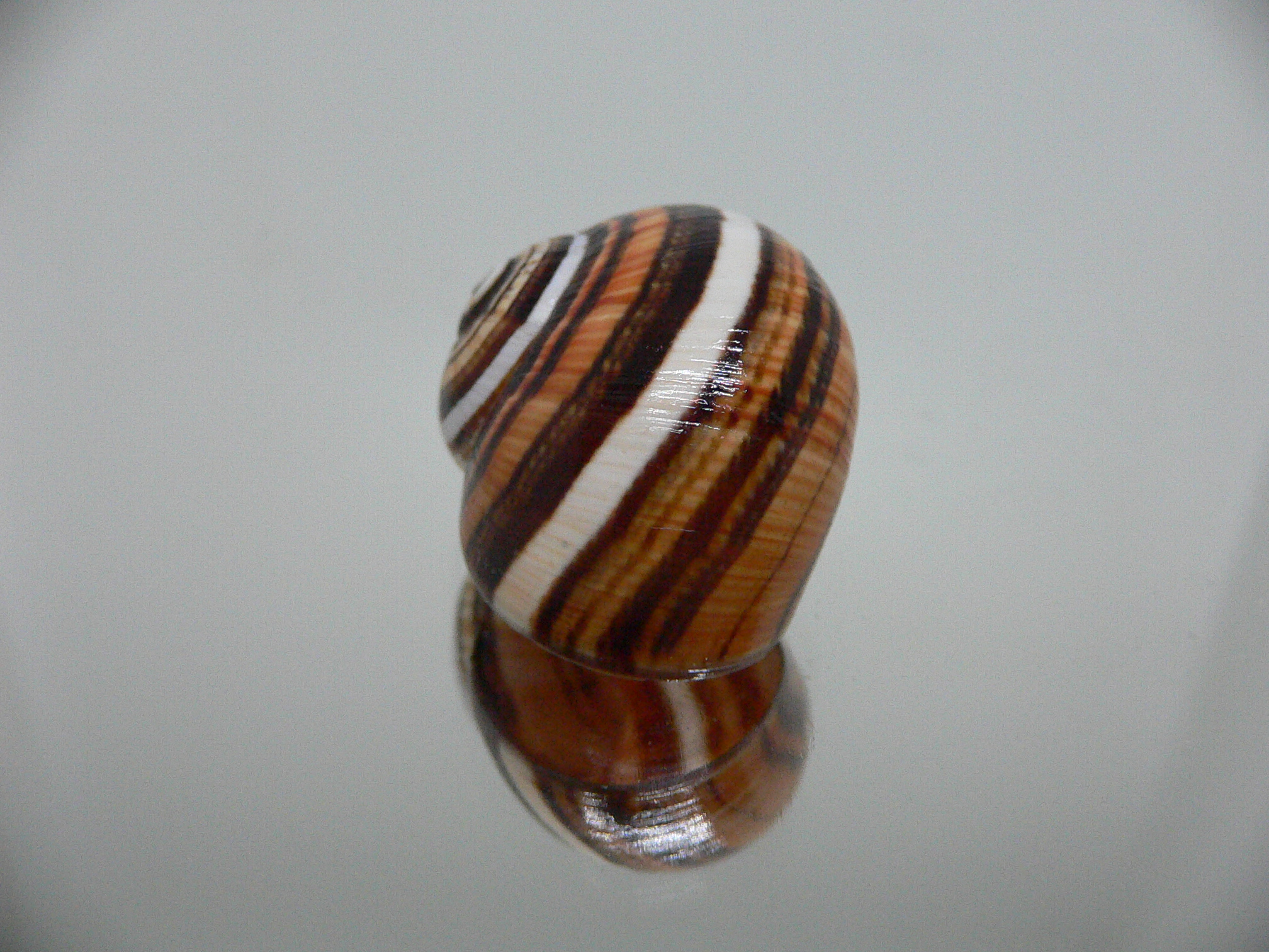 Polymita picta muscarum QUEEN