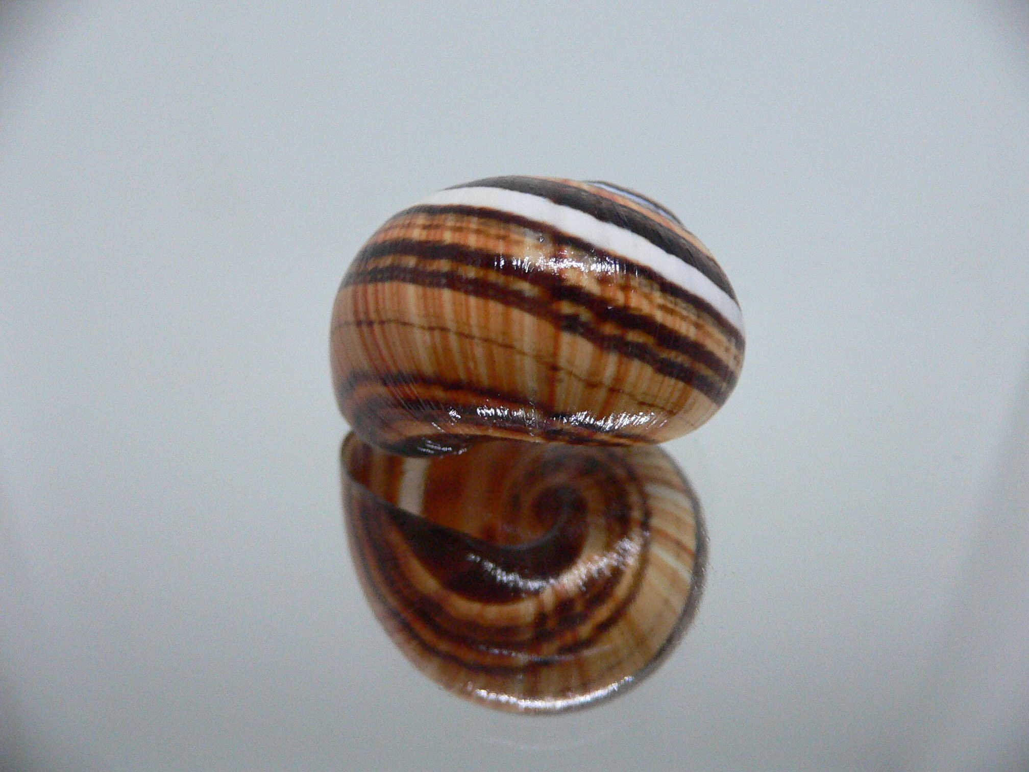 Polymita picta muscarum QUEEN