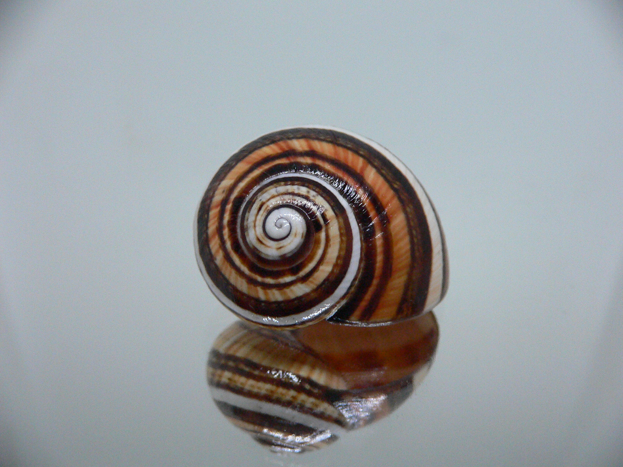 Polymita picta muscarum QUEEN