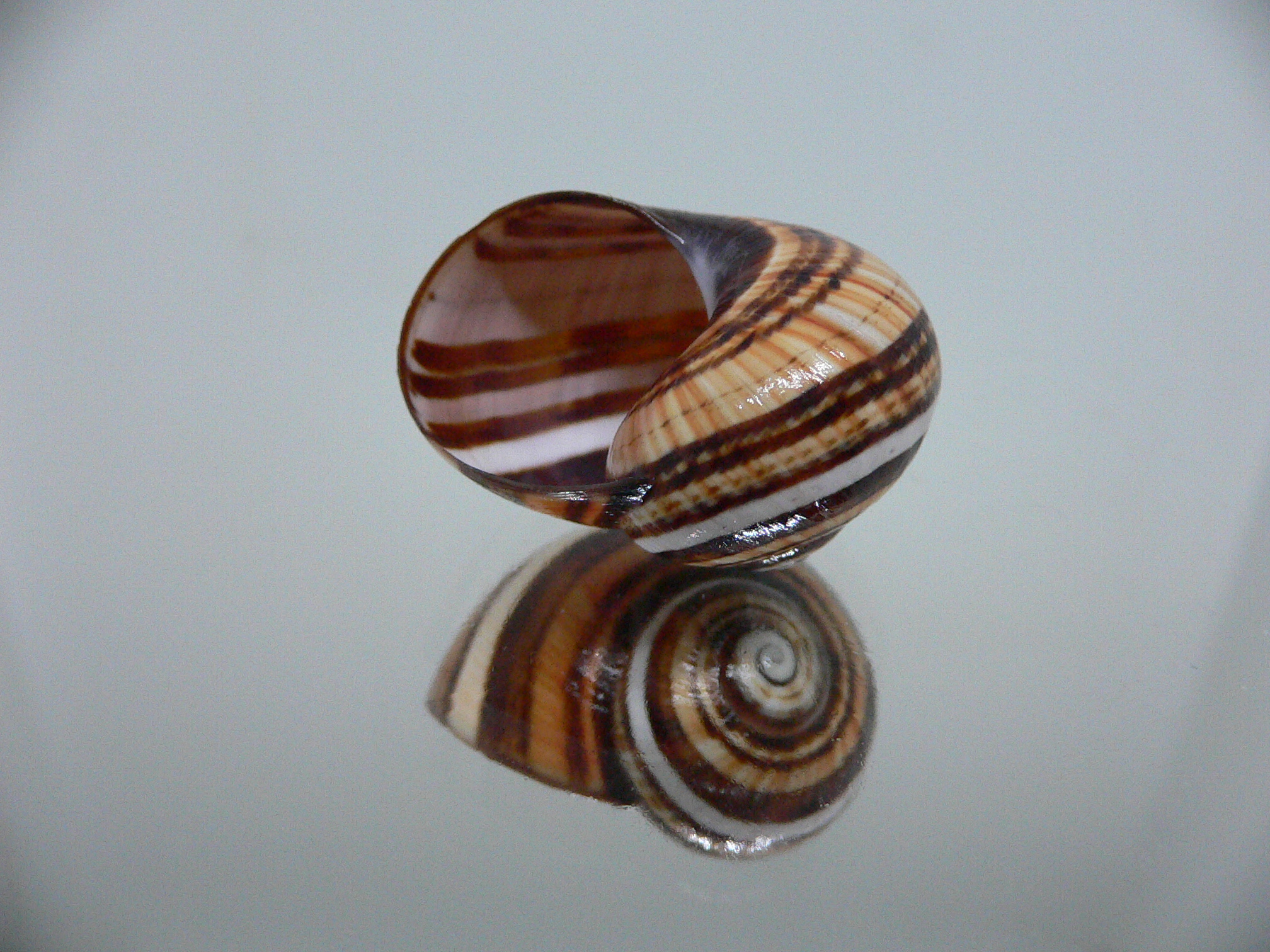 Polymita picta muscarum QUEEN