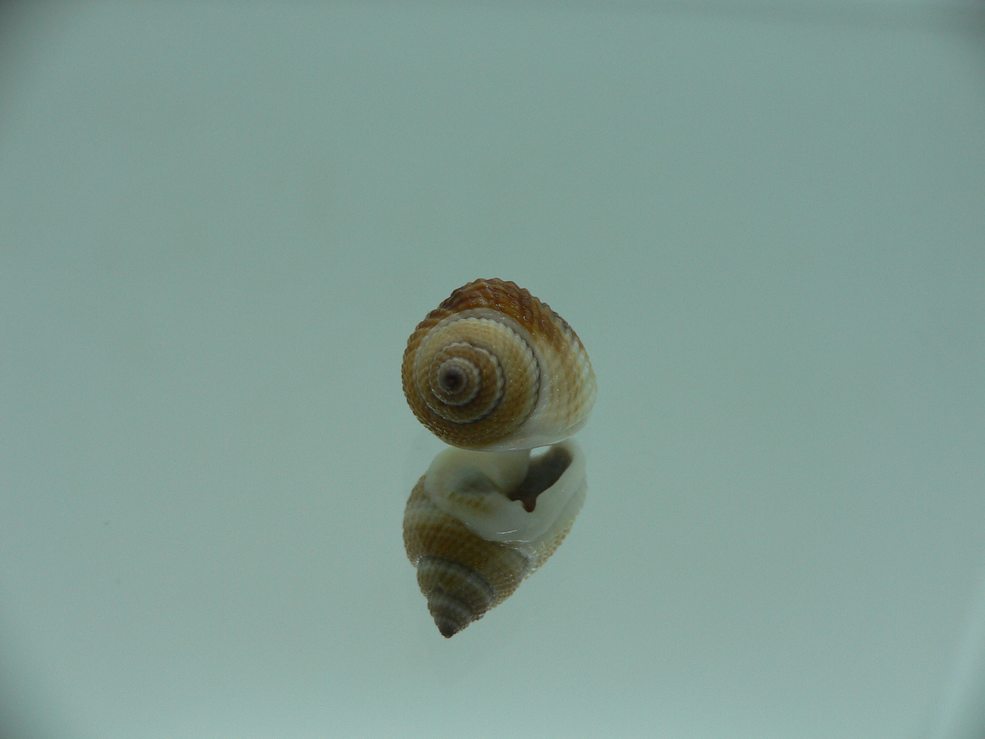 Nassarius elegantissimus WIDE