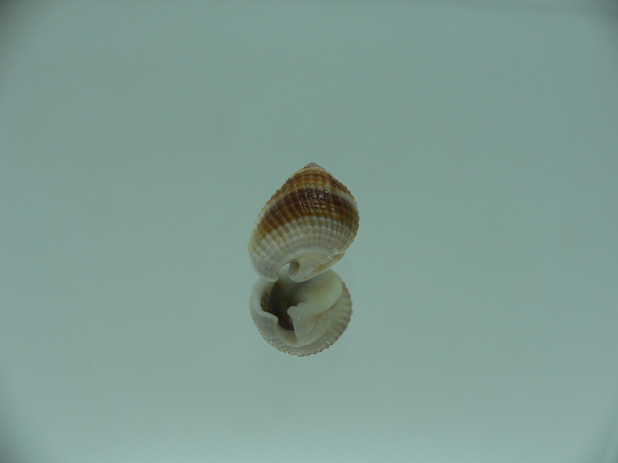 Nassarius elegantissimus WIDE