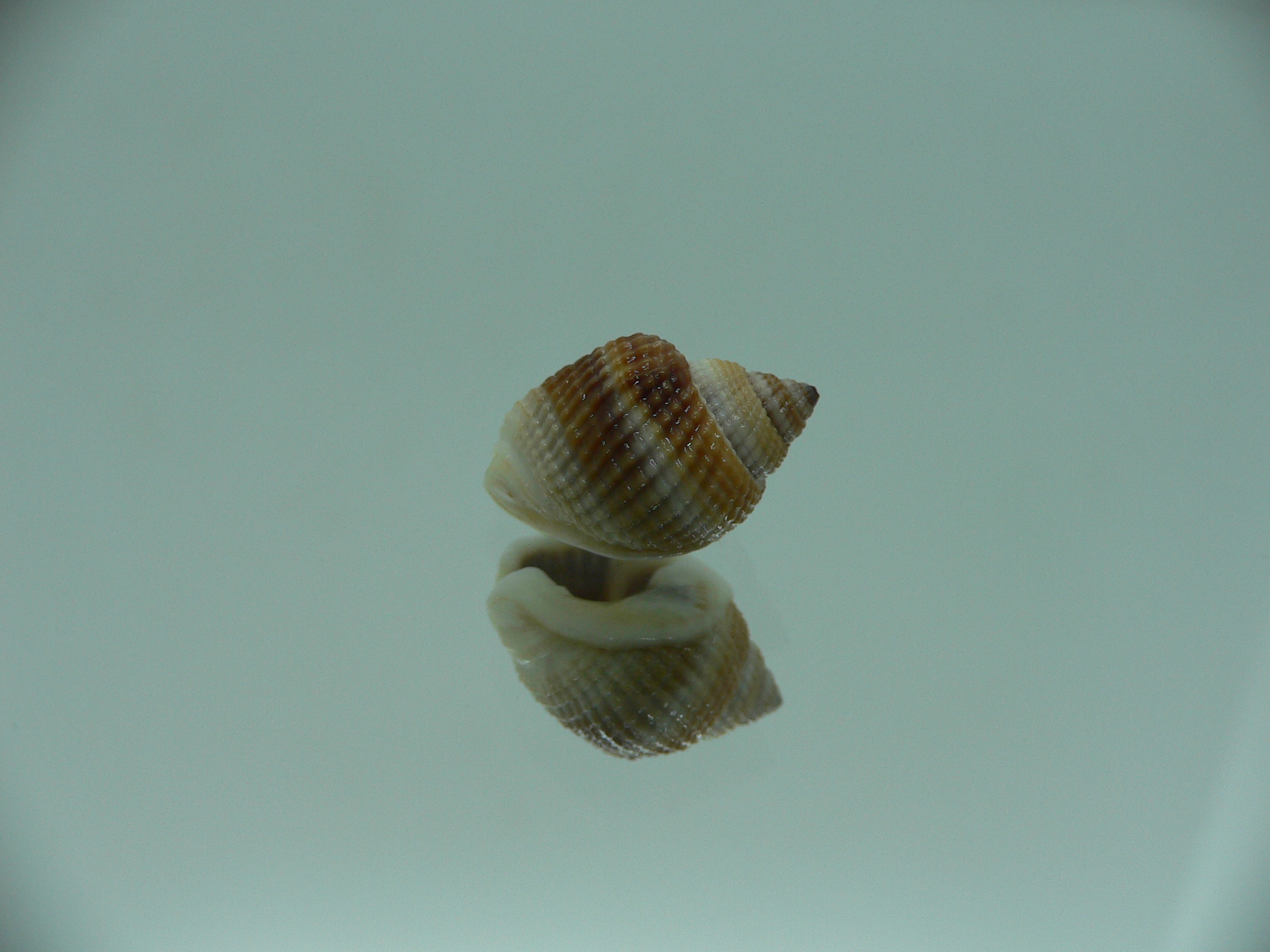 Nassarius elegantissimus WIDE