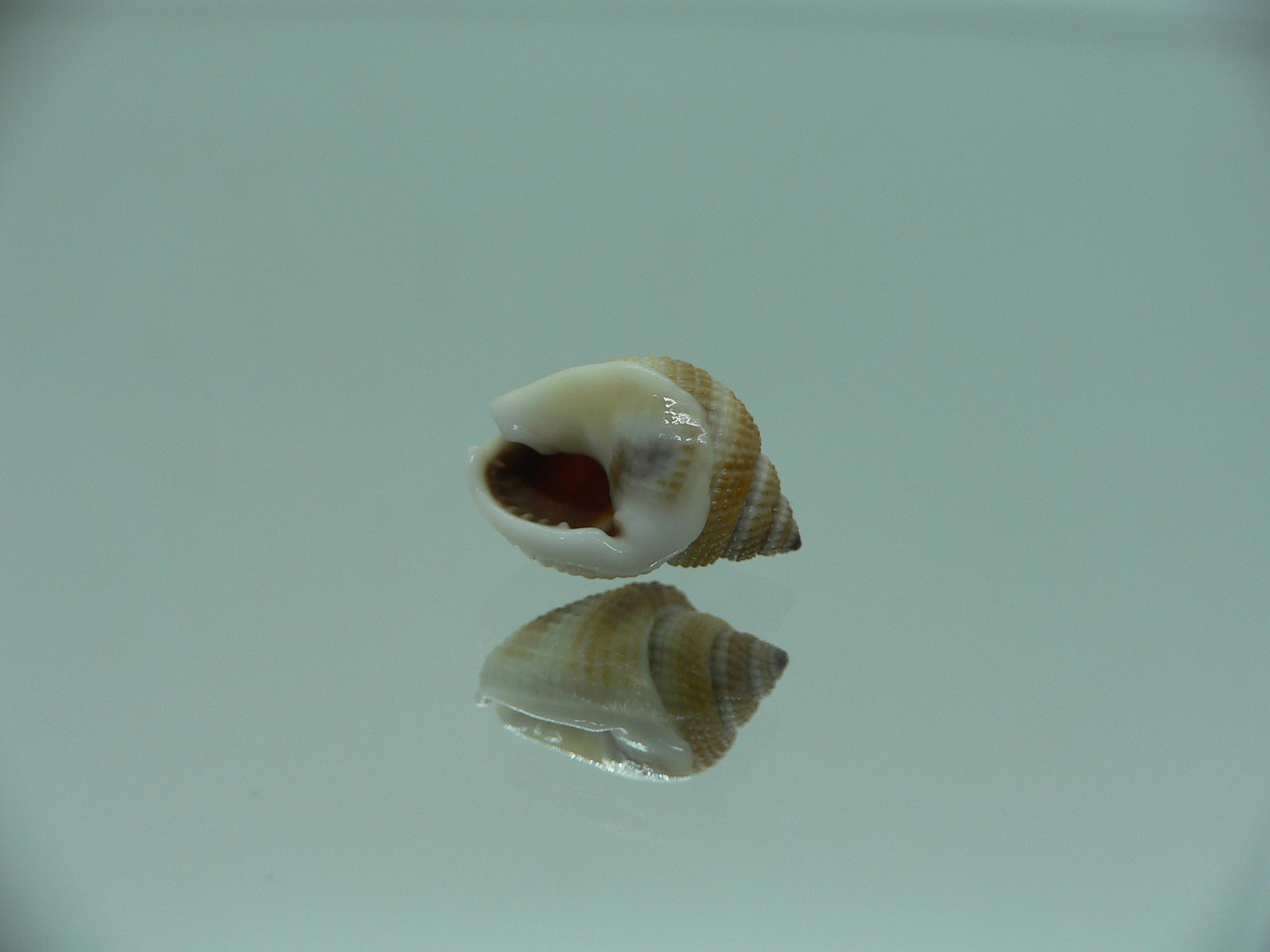 Nassarius elegantissimus WIDE