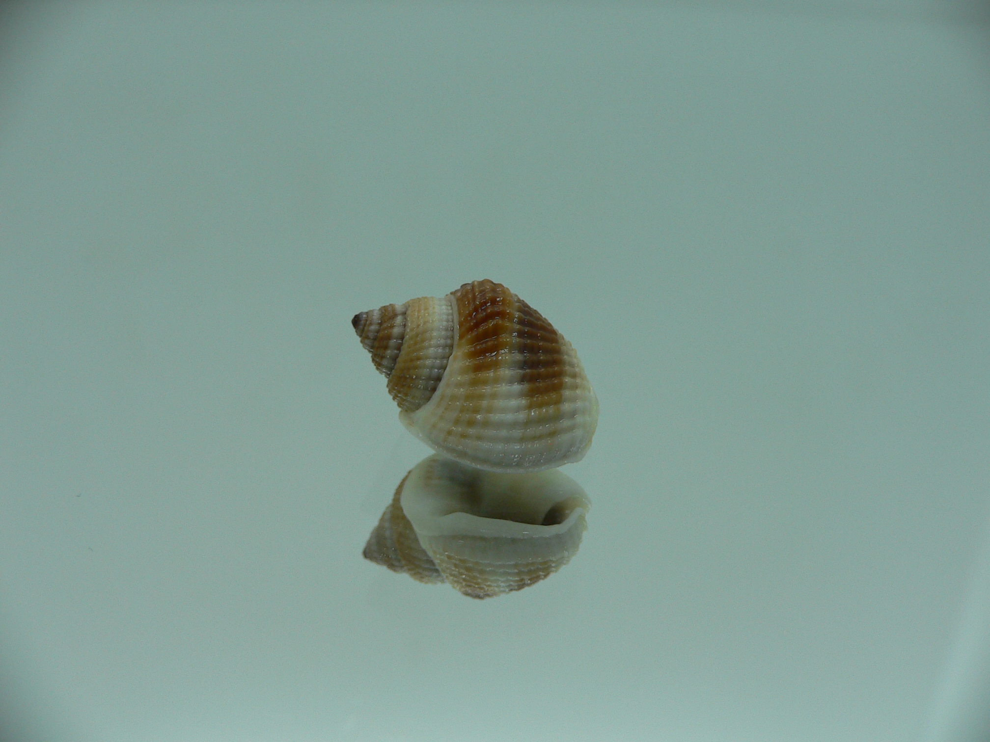 Nassarius elegantissimus WIDE