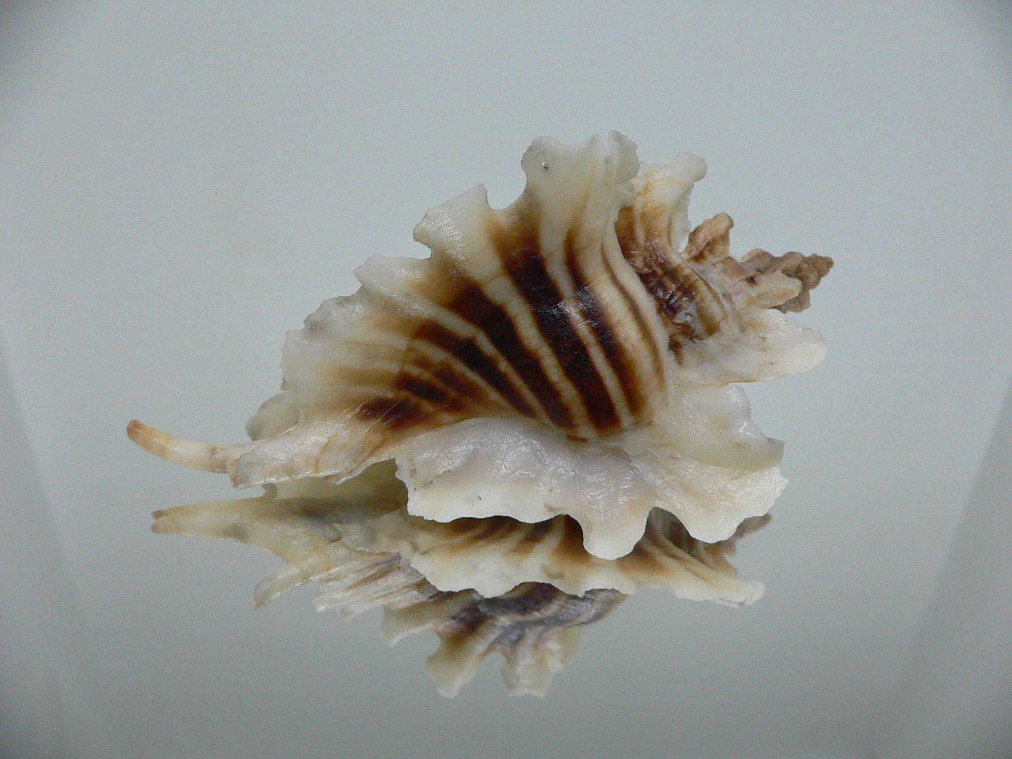 Pteropurpura trialata BIG, THORN & STRIPEDS