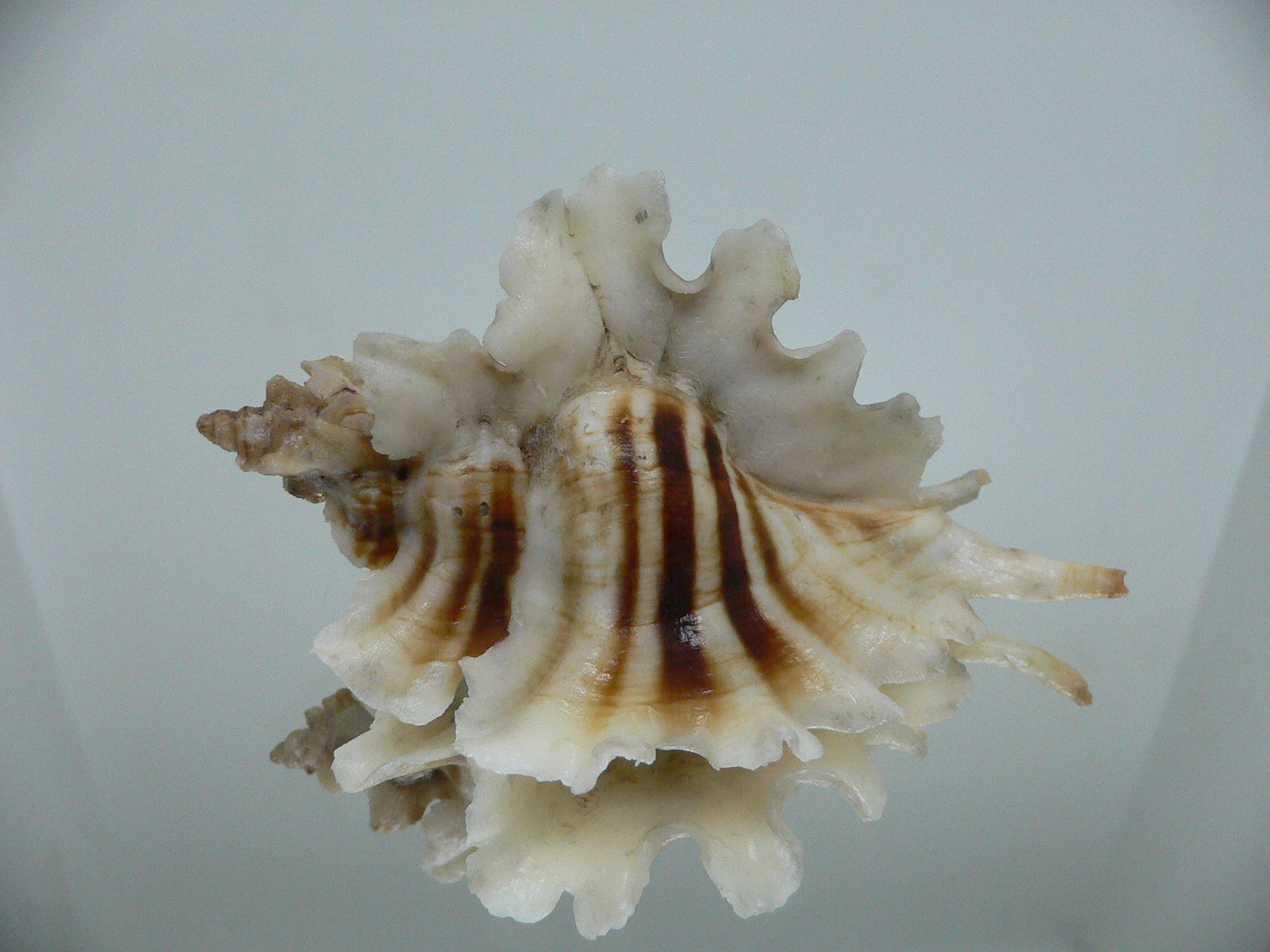 Pteropurpura trialata BIG, THORN & STRIPEDS