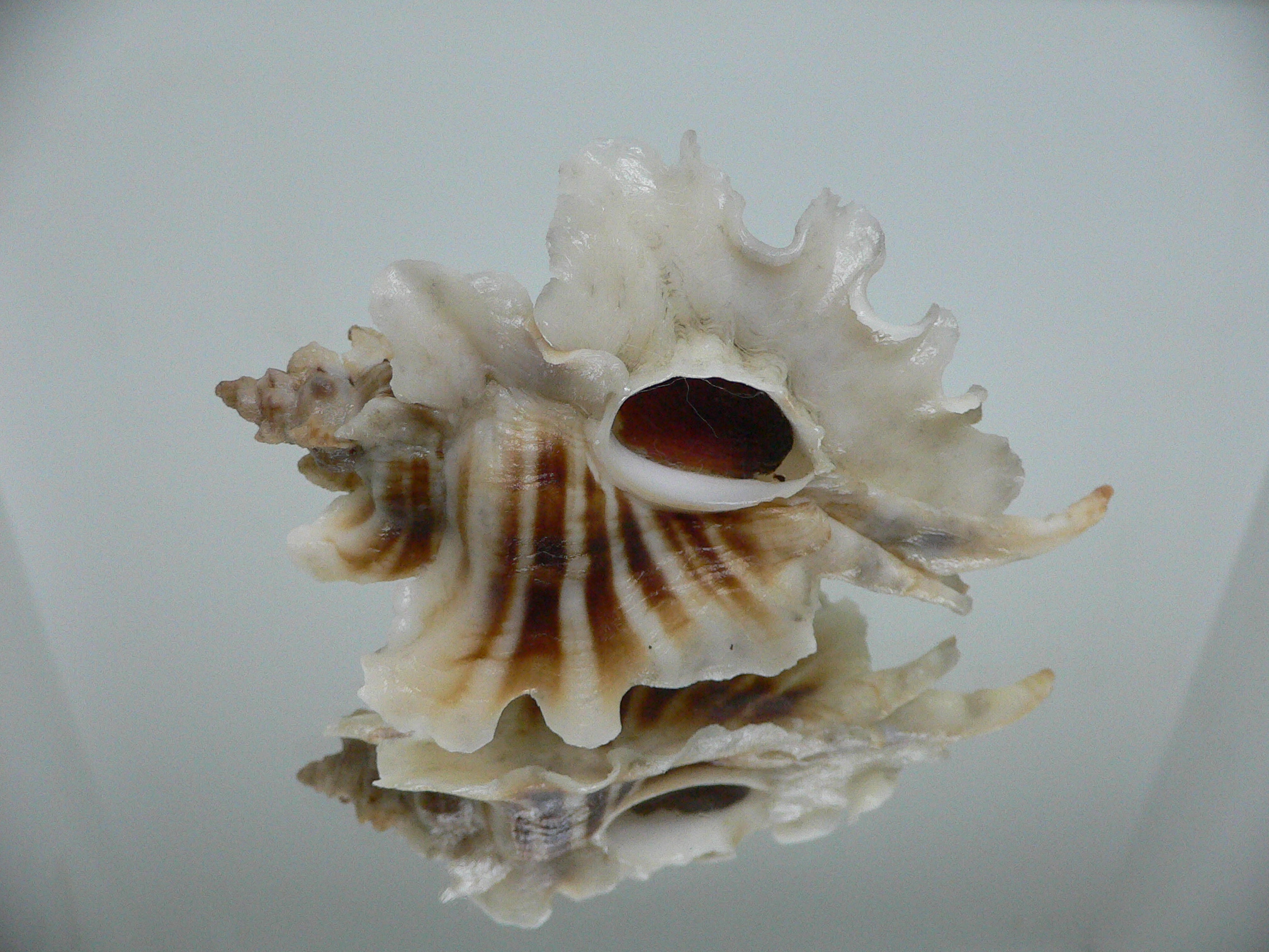 Pteropurpura trialata BIG, THORN & STRIPEDS