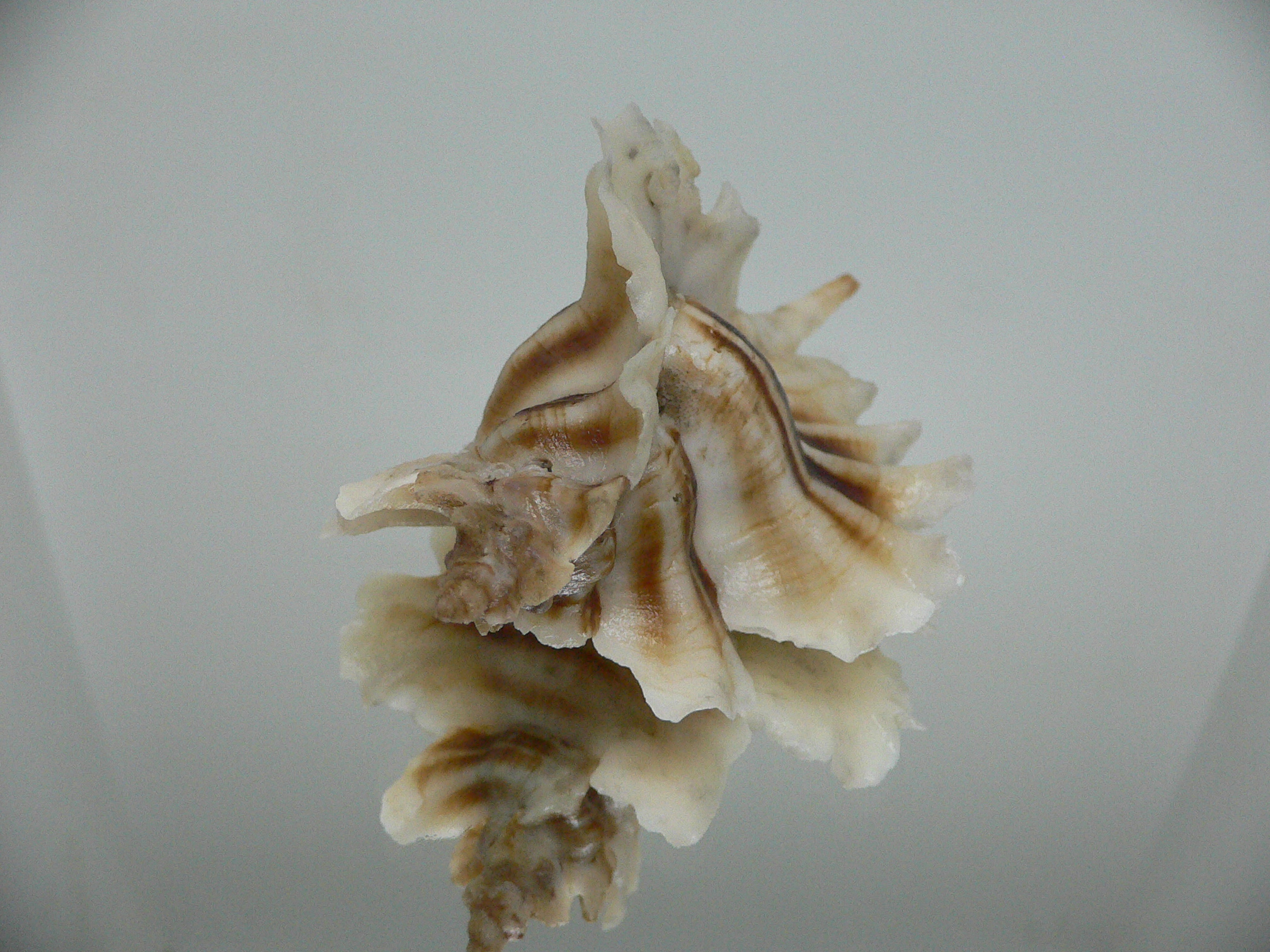 Pteropurpura trialata BIG, THORN & STRIPEDS