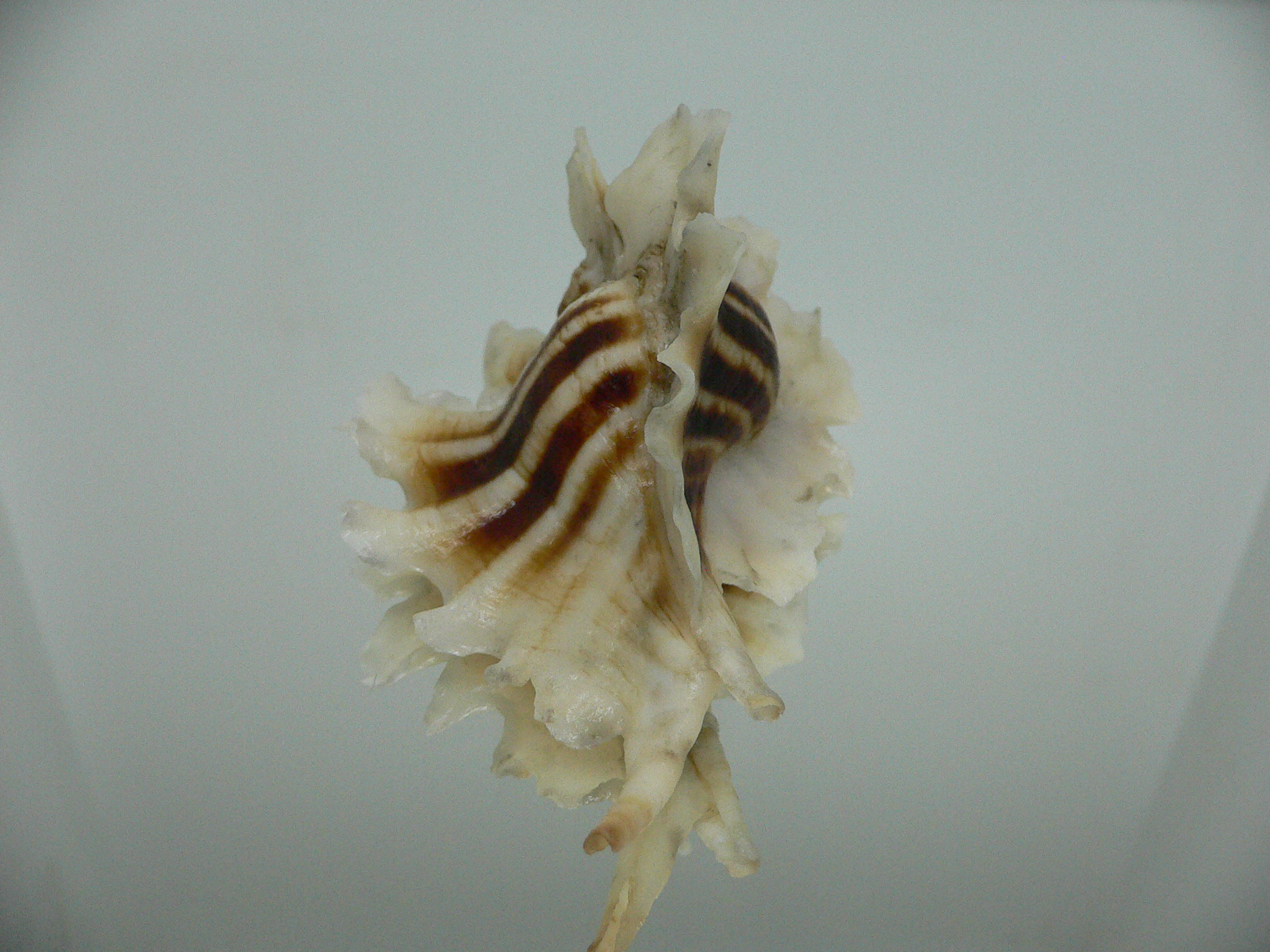 Pteropurpura trialata BIG, THORN & STRIPEDS