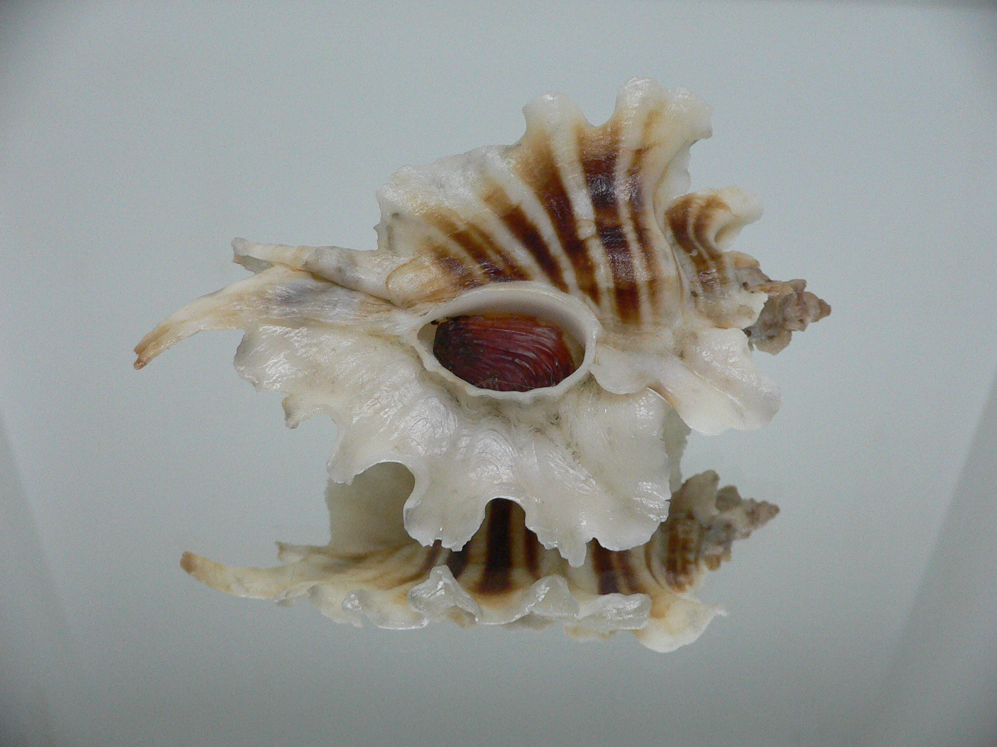 Pteropurpura trialata BIG, THORN & STRIPEDS