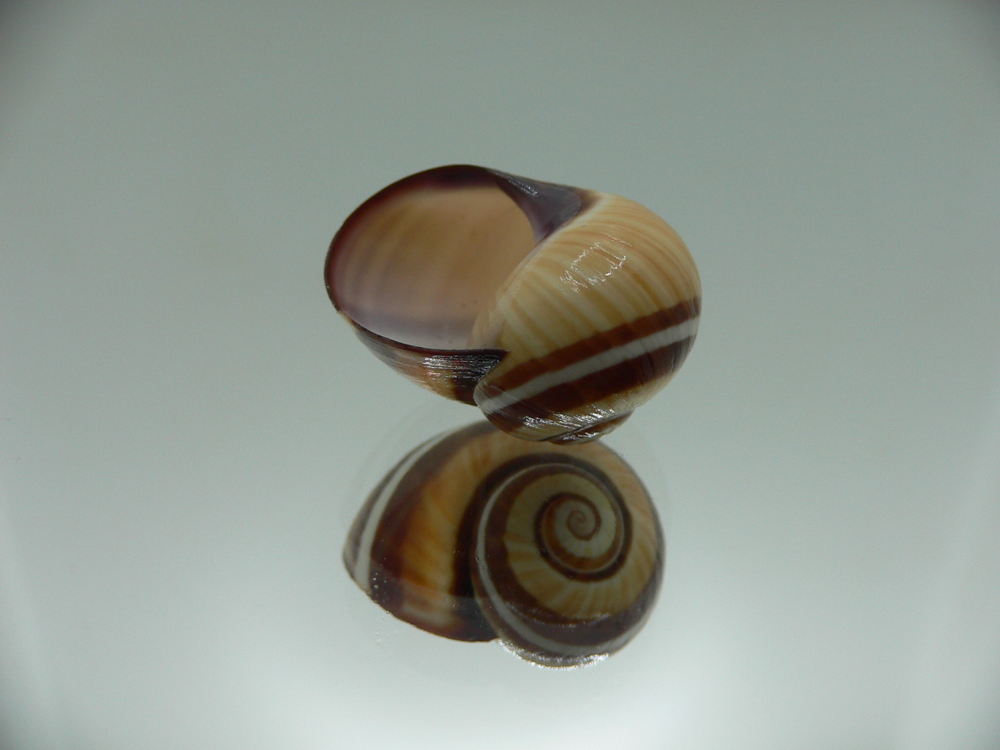 Polymita picta Sp. VERY RARE & SUPER