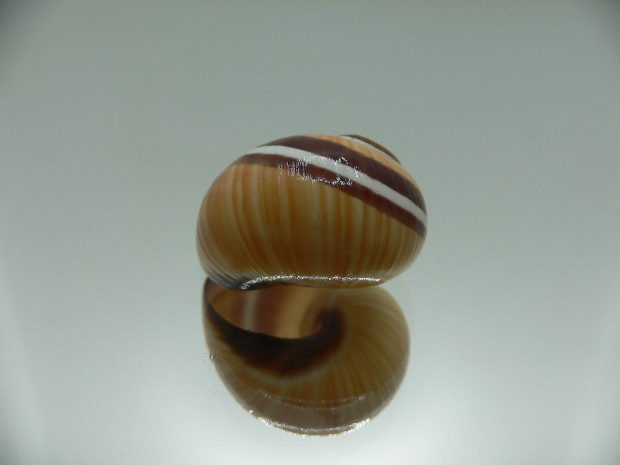 Polymita picta Sp. VERY RARE & SUPER