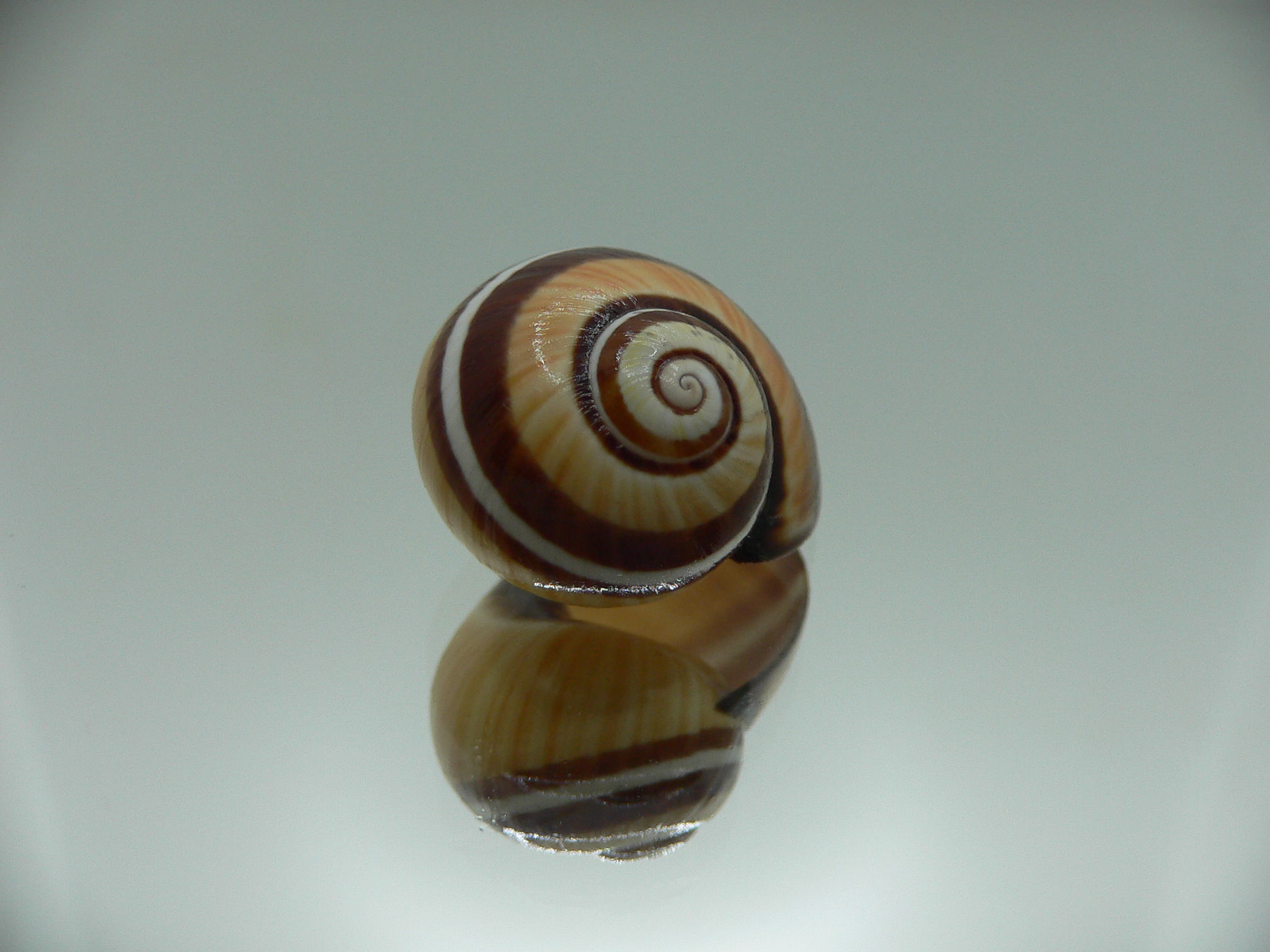 Polymita picta Sp. VERY RARE & SUPER