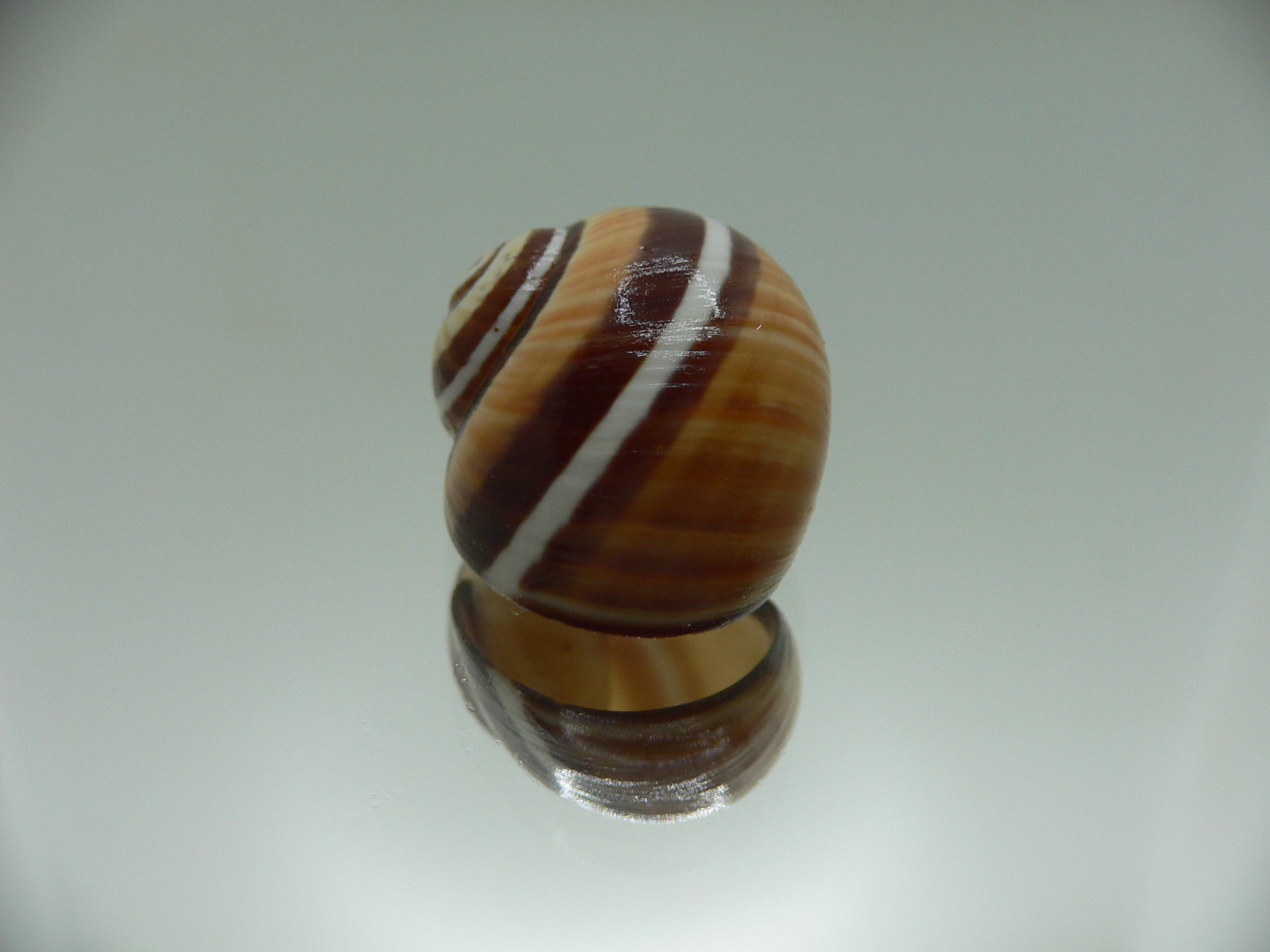 Polymita picta Sp. VERY RARE & SUPER