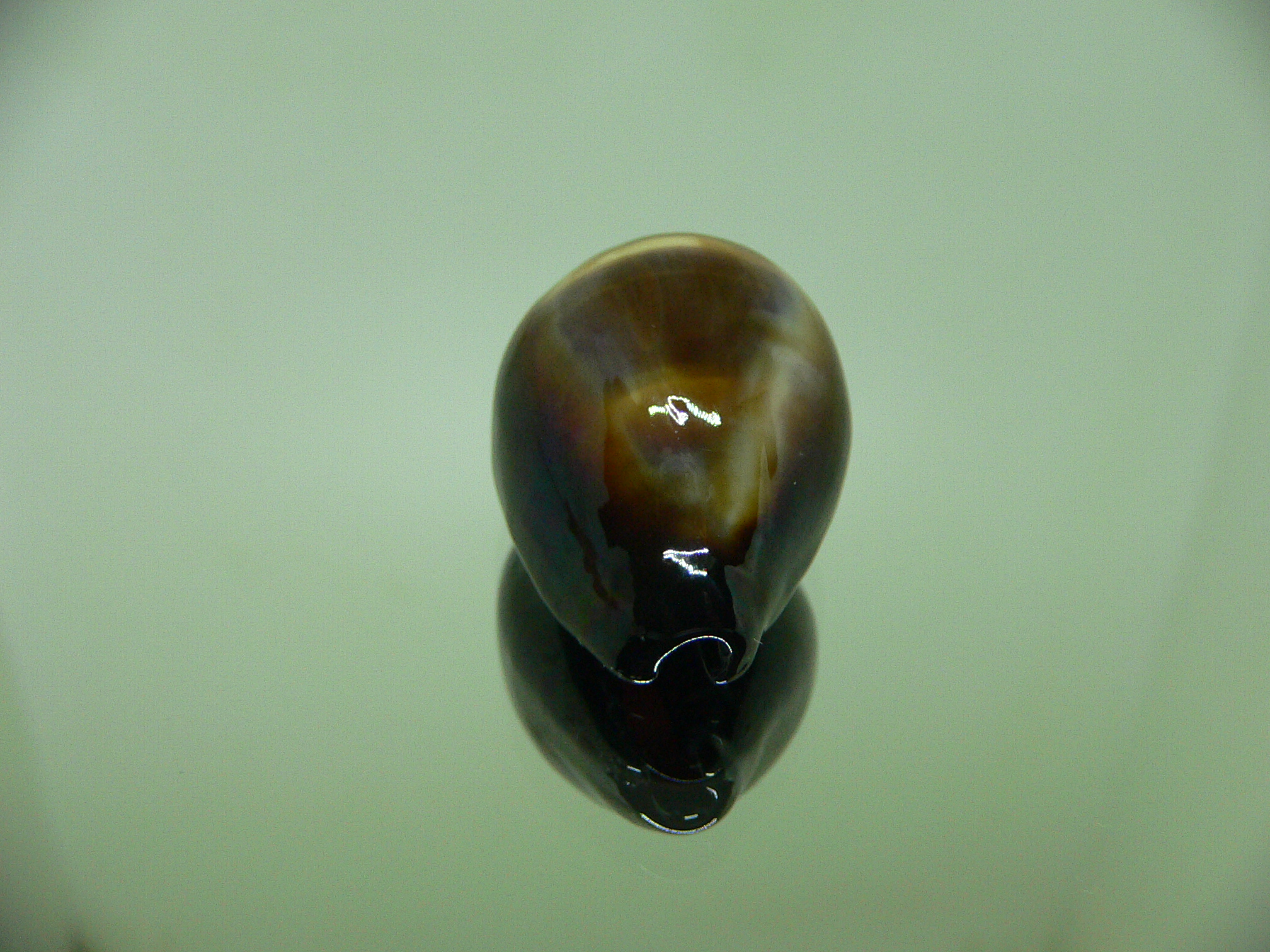 Cypraea onyx usitata (var.) DARK