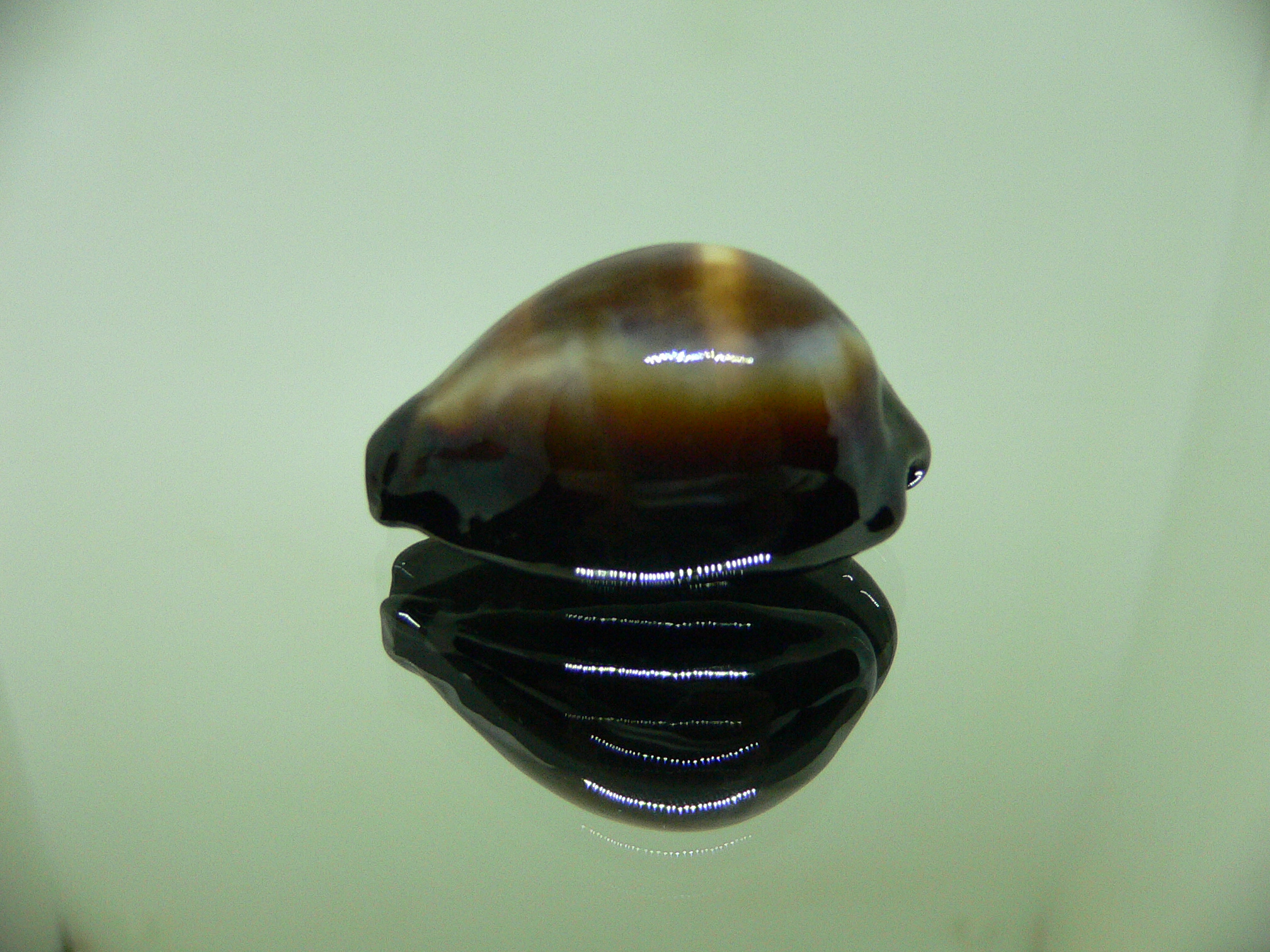 Cypraea onyx usitata (var.) DARK