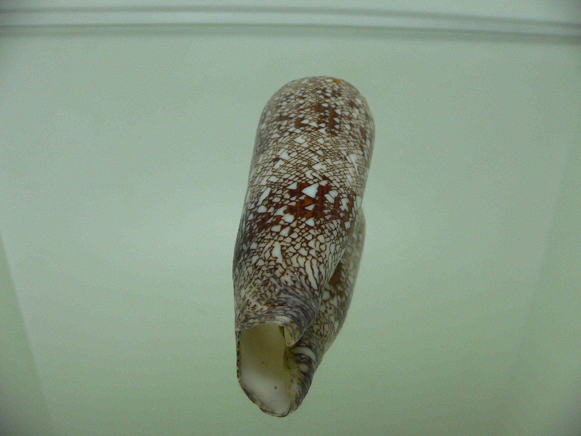 Conus (Cylinder) bengalensis GRID PATTERN