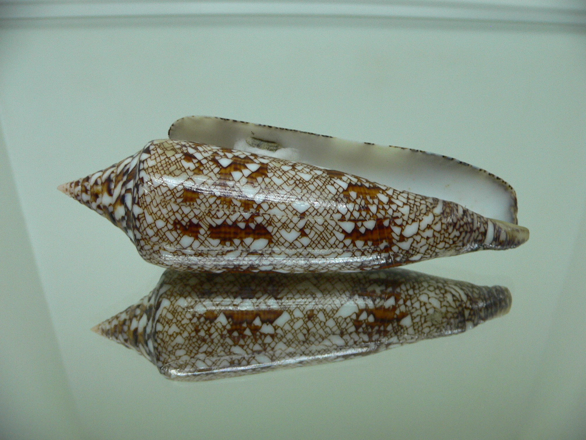 Conus (Cylinder) bengalensis GRID PATTERN